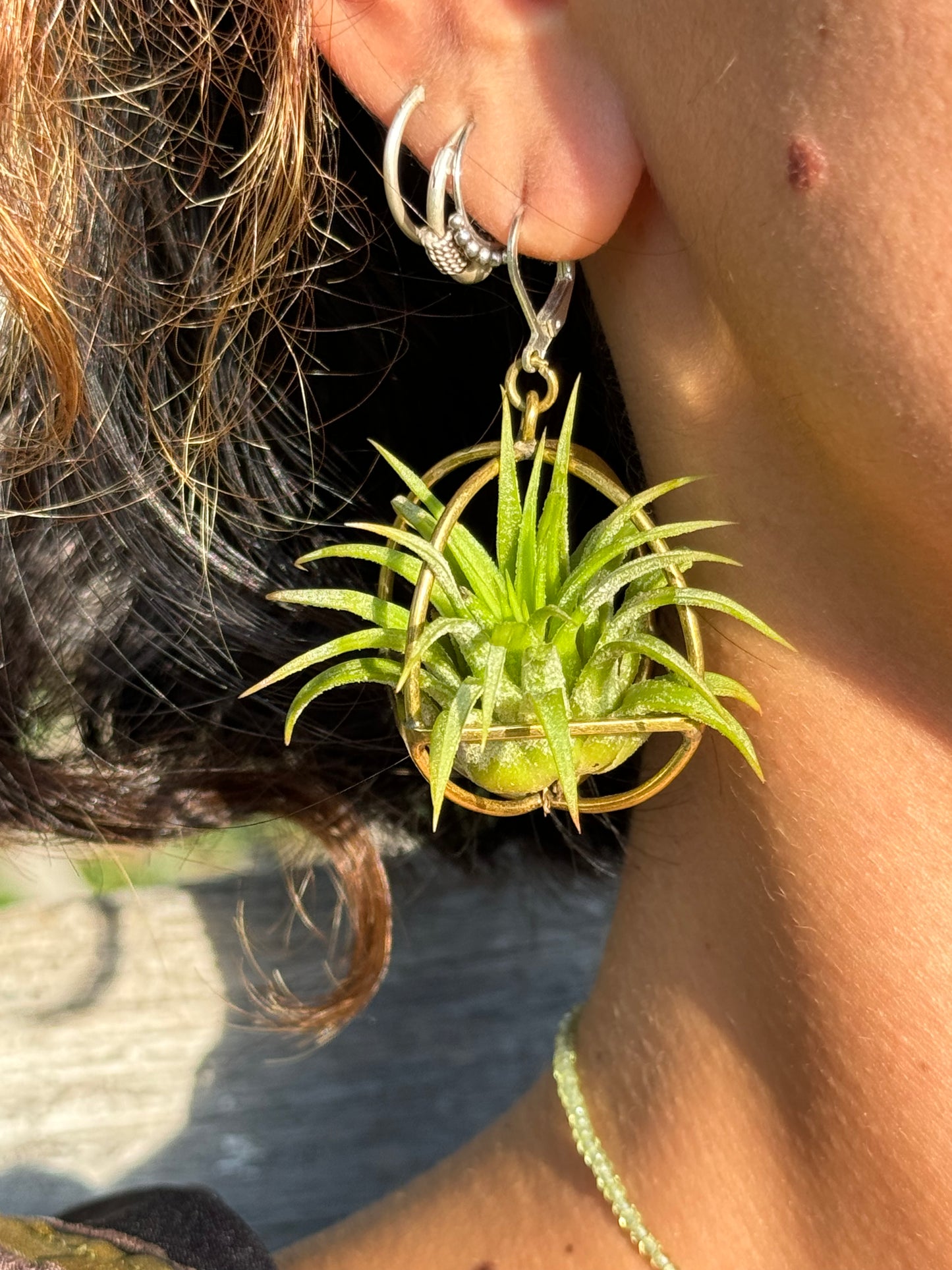 24K Gold Orb Air Plant Earrings