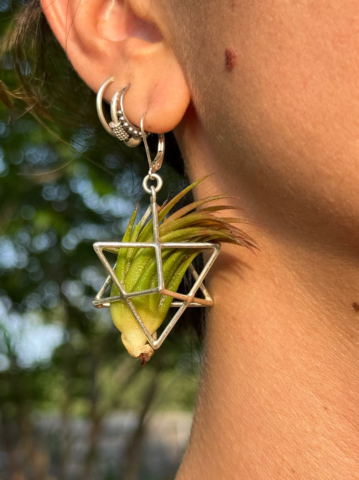 Sterling Silver Merkaba Air Plant Earrings ~ 3D Polyhedron Geometric Earrings