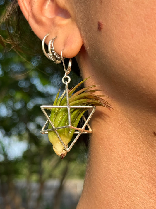 Sterling Silver Merkaba Air Plant Earrings ~ 3D Polyhedron Geometric Earrings