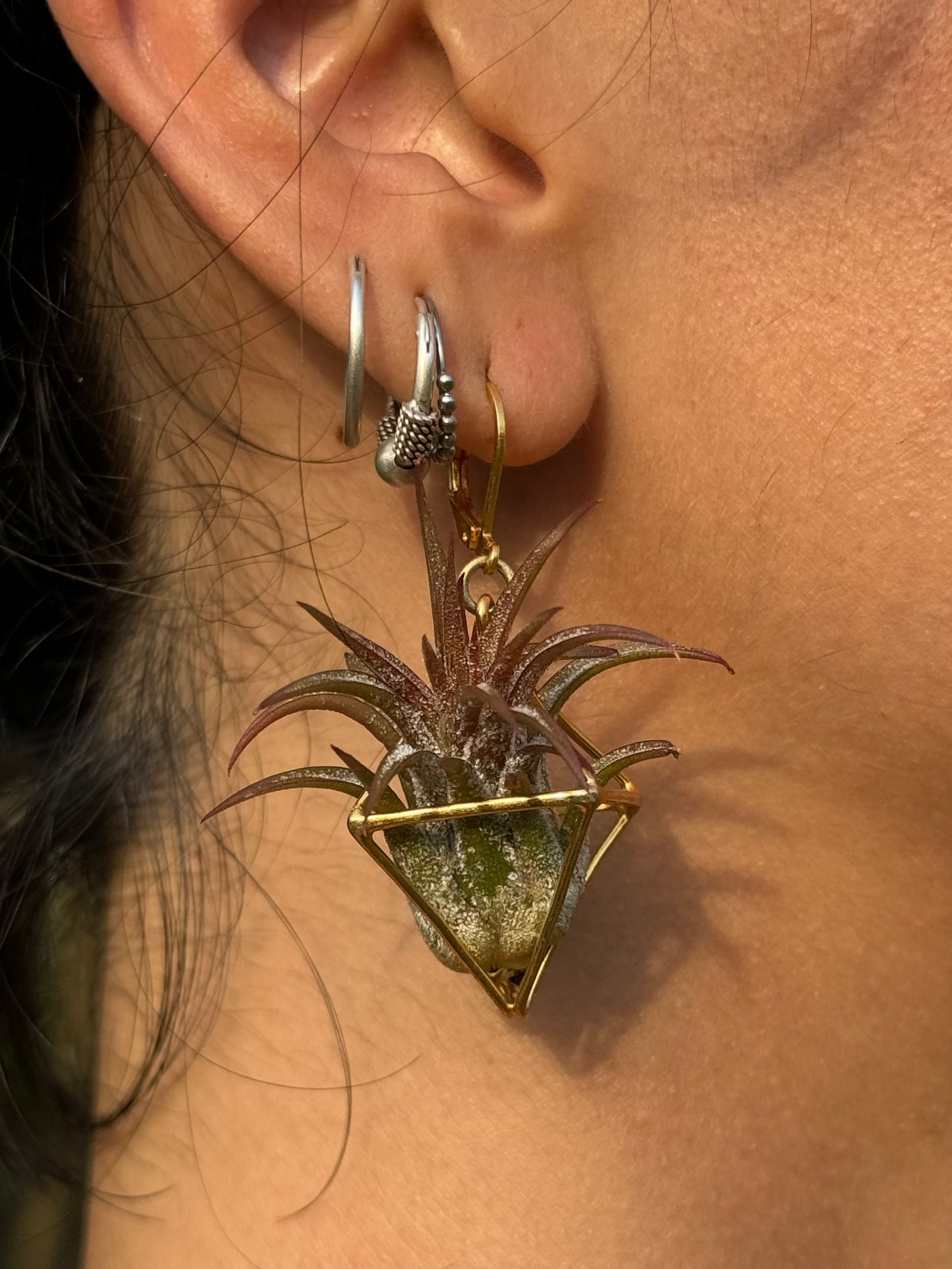 24K GOLD Mini Octahedron Classic Air Plant Clasp Earrings