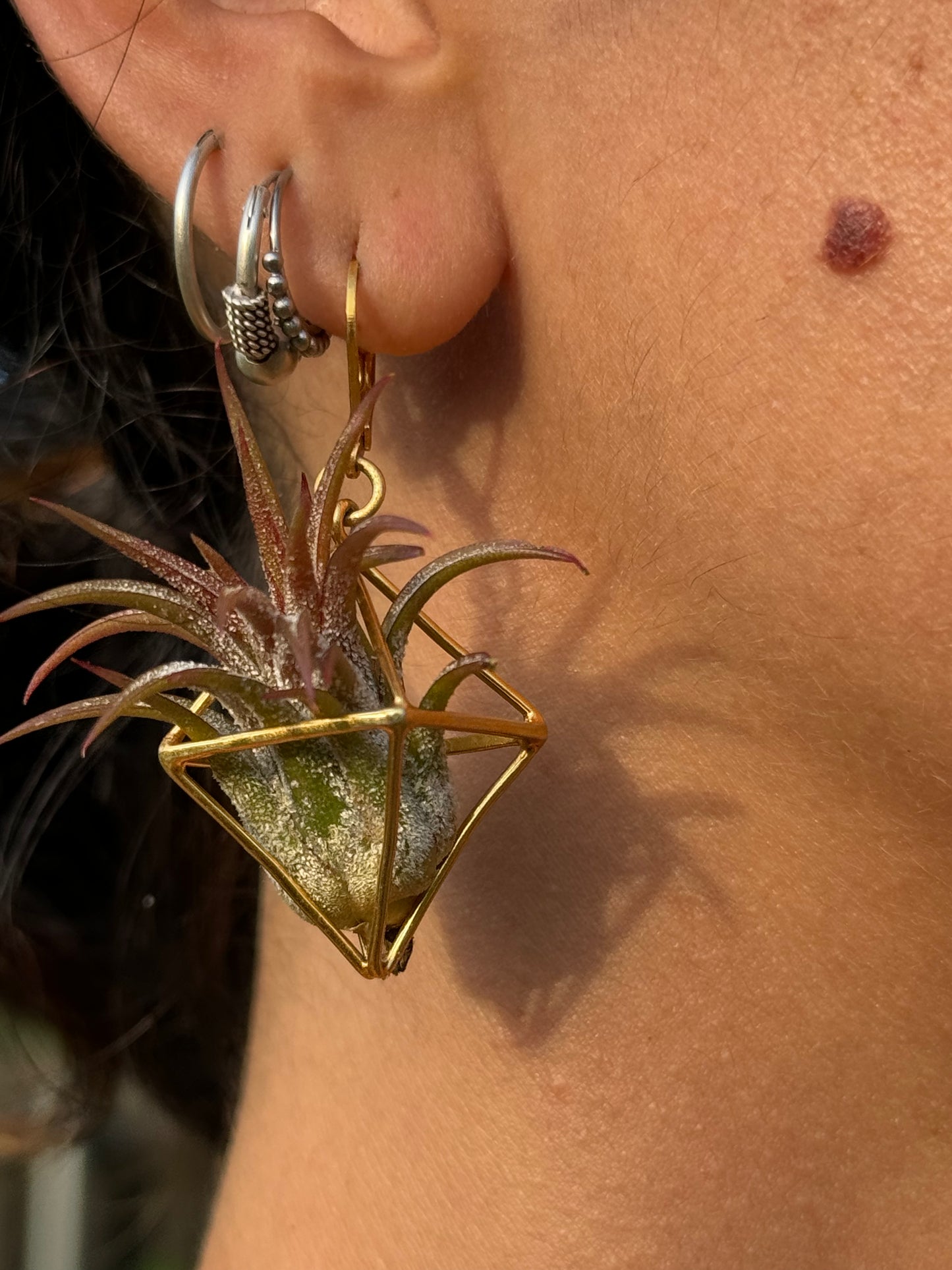 24K GOLD Mini Octahedron Classic Air Plant Clasp Earrings
