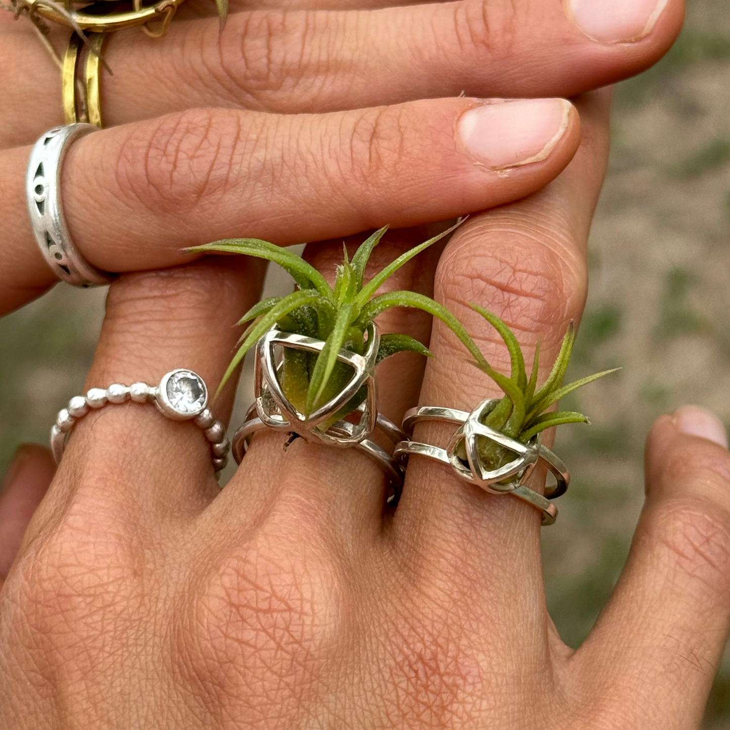 Luxury Air Plant Ring ~ 24K Gold / Sterling Silver