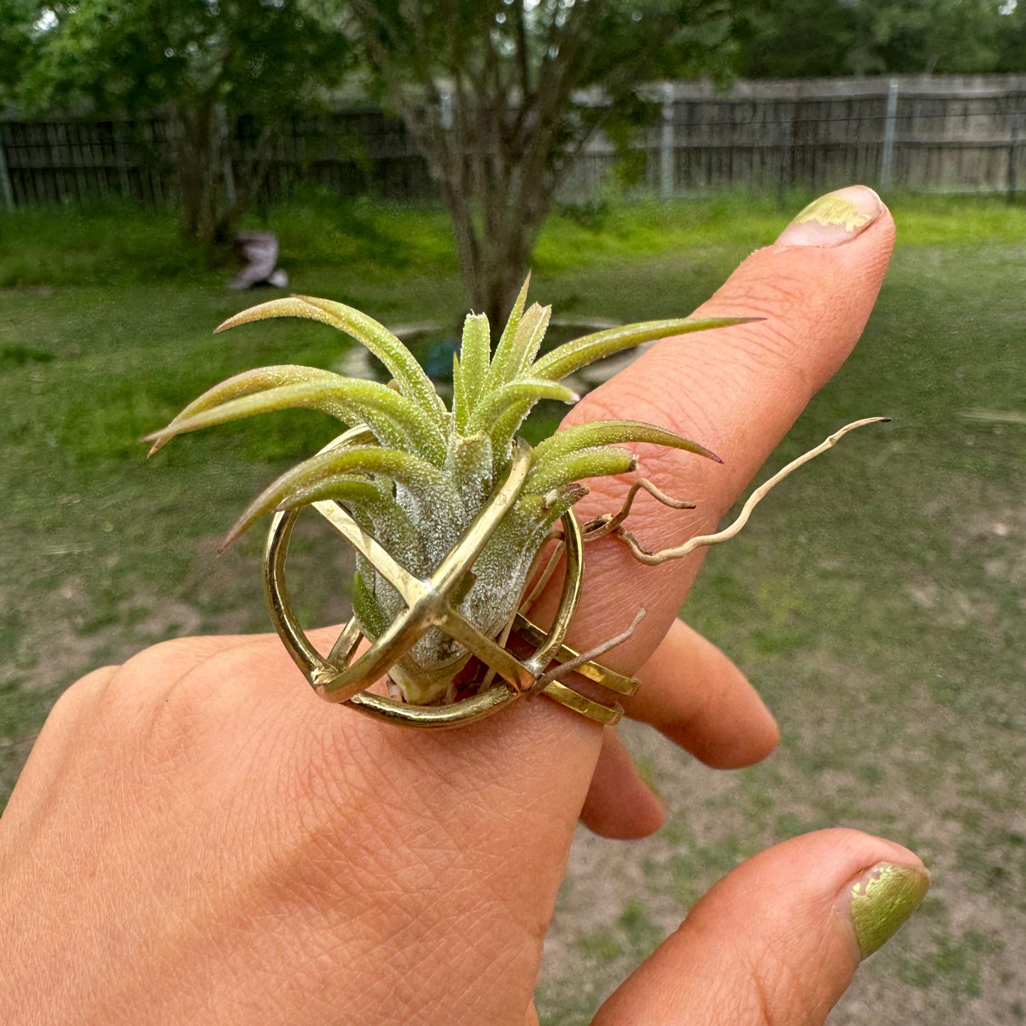 Luxury Air Plant Ring ~ 24K Gold / Sterling Silver