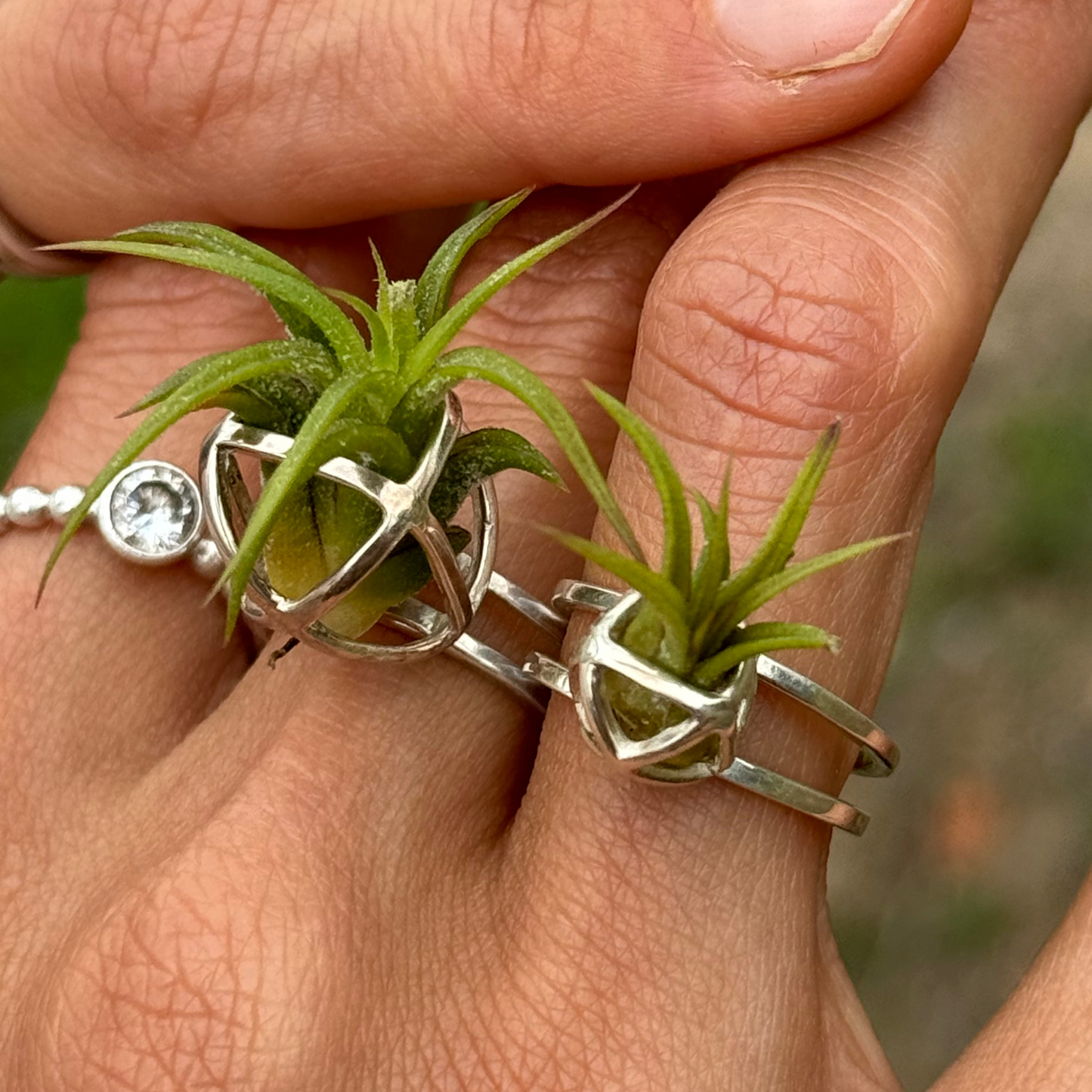 Luxury Air Plant Ring ~ 24K Gold / Sterling Silver