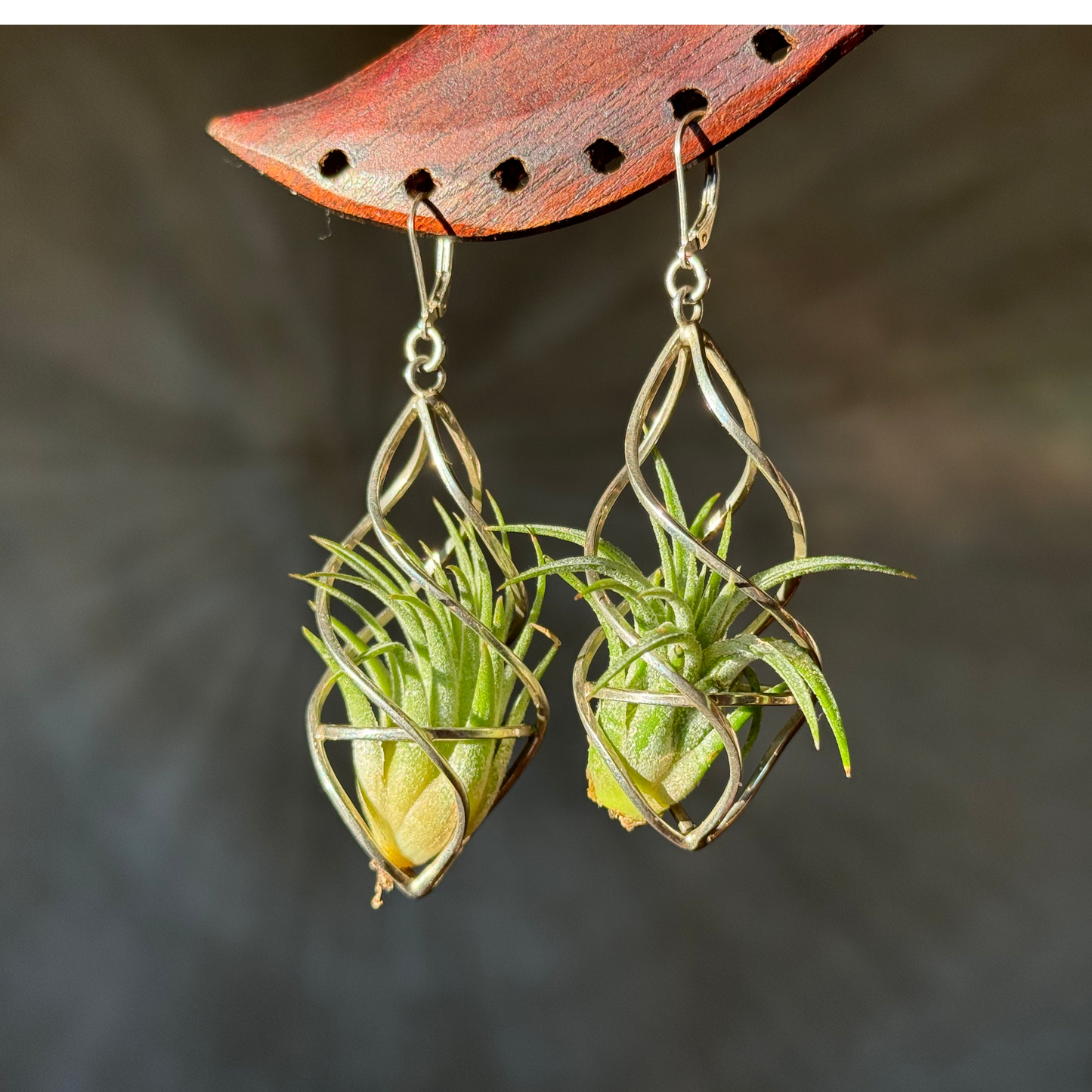 REORDER WHOLESALE PACK: 10 PAIRS - LUXURY 24K GOLD + STERLING SILVER AIR PLANT EARRINGS WHOLESALE PACKAGE x 50% DISCOUNT