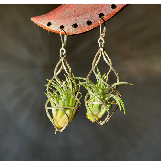 Sterling Silver Spiral Spindel Air Plant Earrings ~ Luxury Geometric Earrings