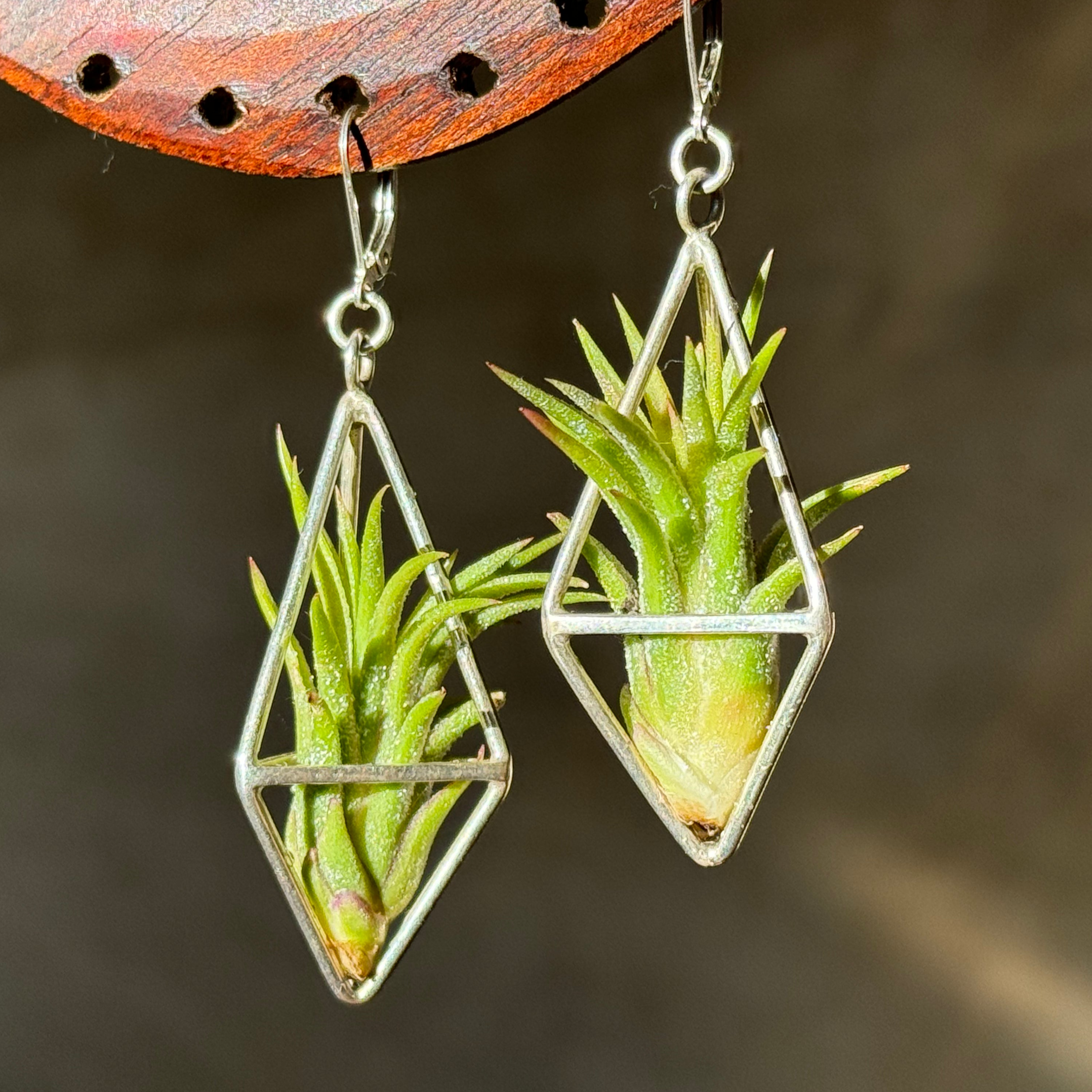 hanging plant earrings Sterling Silver Long Tetrahedron Air Plant Earrings ~ Minimalist Geome – AirPlantNina Symbiotic Living Jewelry