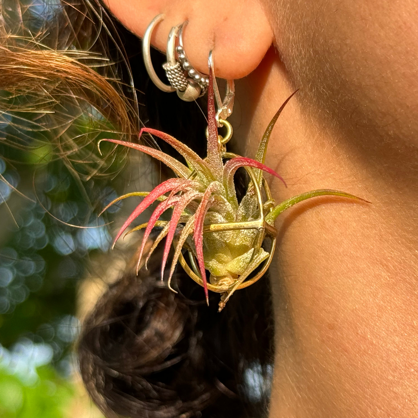 24K Gold Orb Air Plant Earrings