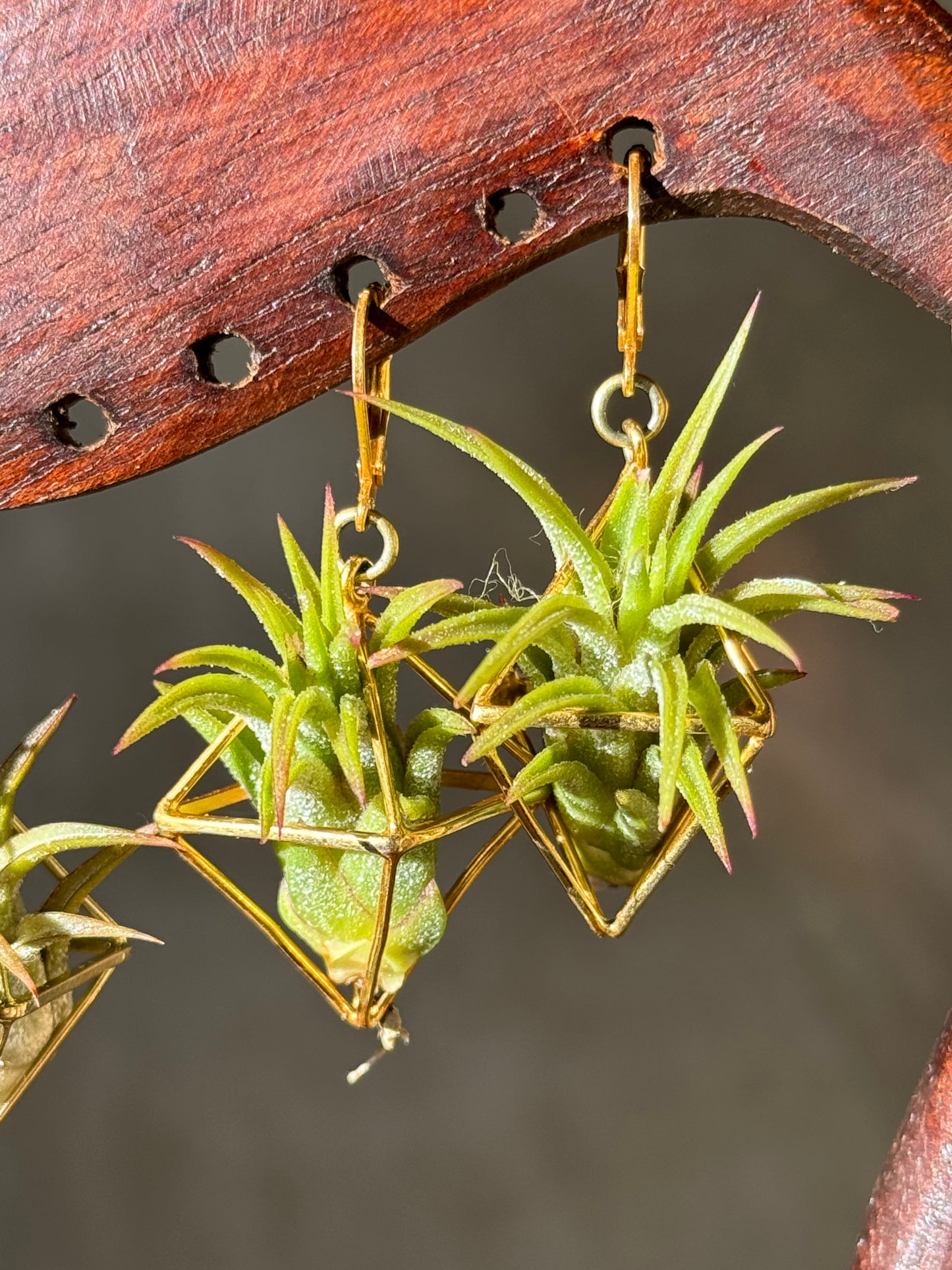 24K GOLD Mini Octahedron Classic Air Plant Clasp Earrings
