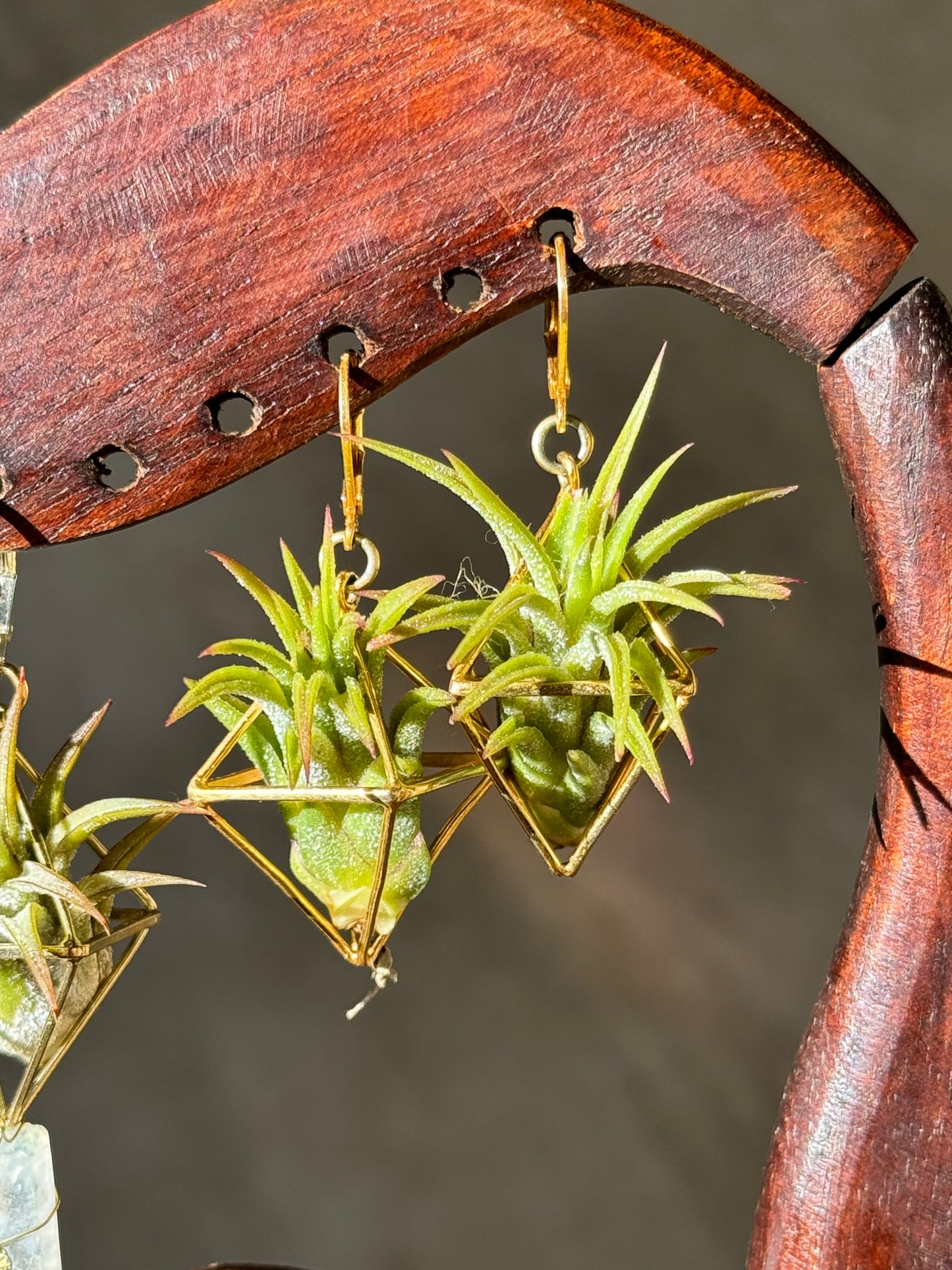 24K GOLD Mini Octahedron Classic Air Plant Clasp Earrings