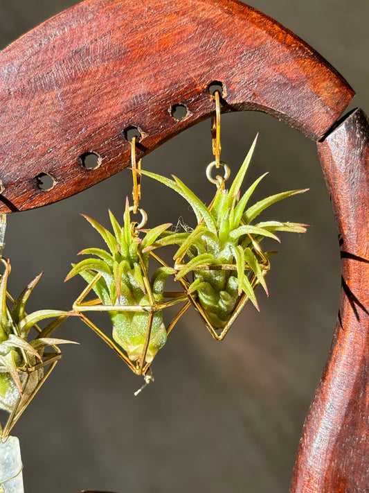 24K GOLD Mini Octahedron Classic Air Plant Clasp Earrings