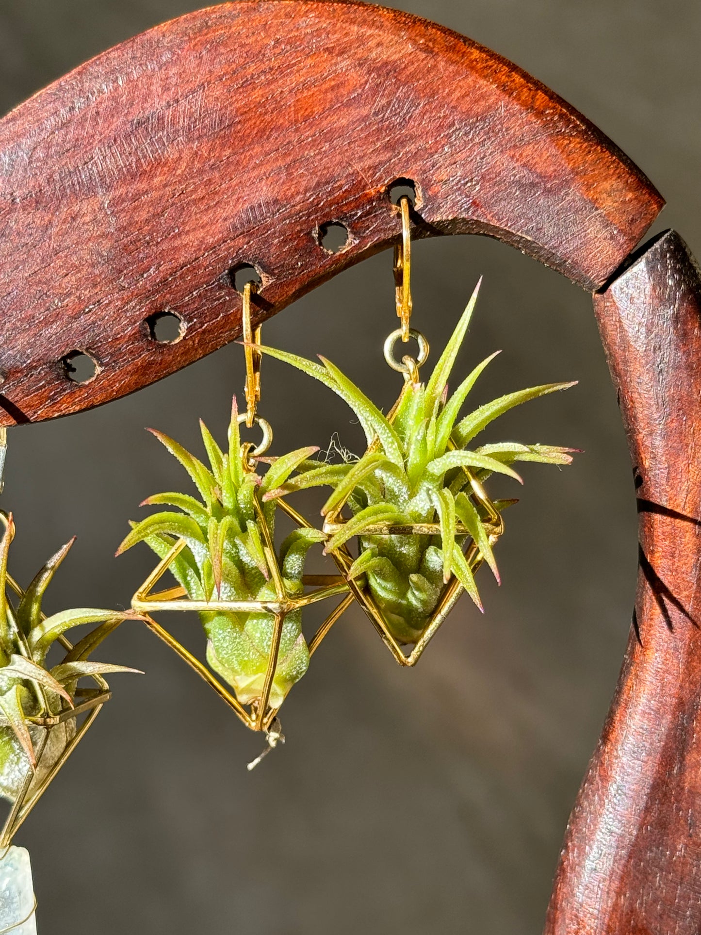 24K GOLD Mini Octahedron Classic Air Plant Clasp Earrings