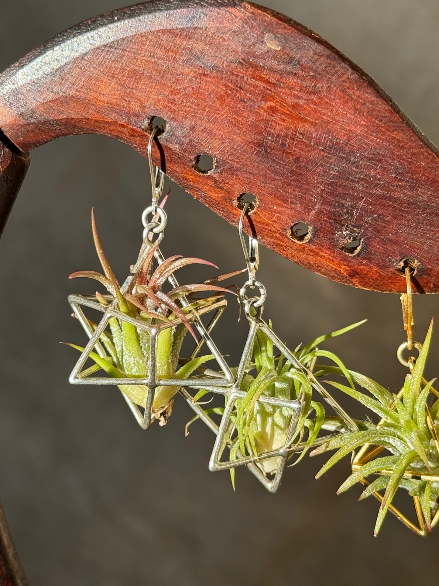 Sterling Silver Merkaba Air Plant Earrings ~ 3D Polyhedron Geometric Earrings