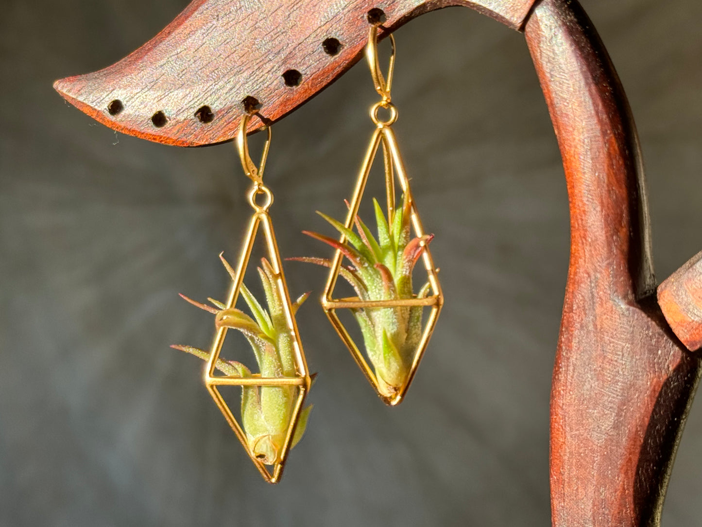 REORDER WHOLESALE PACK: 10 PAIRS - LUXURY 24K GOLD + STERLING SILVER AIR PLANT EARRINGS WHOLESALE PACKAGE x 50% DISCOUNT