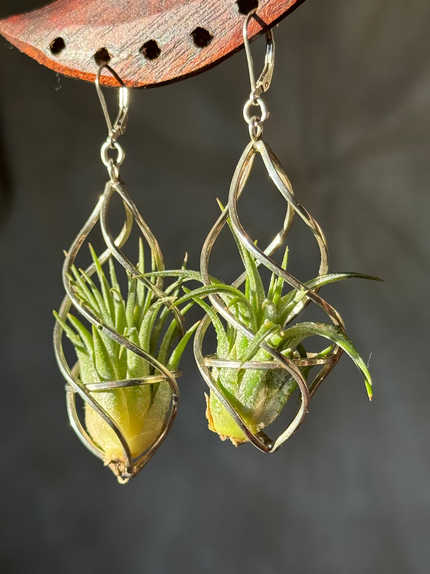 Sterling Silver Spiral Spindel Air Plant Earrings ~ Luxury Geometric Earrings