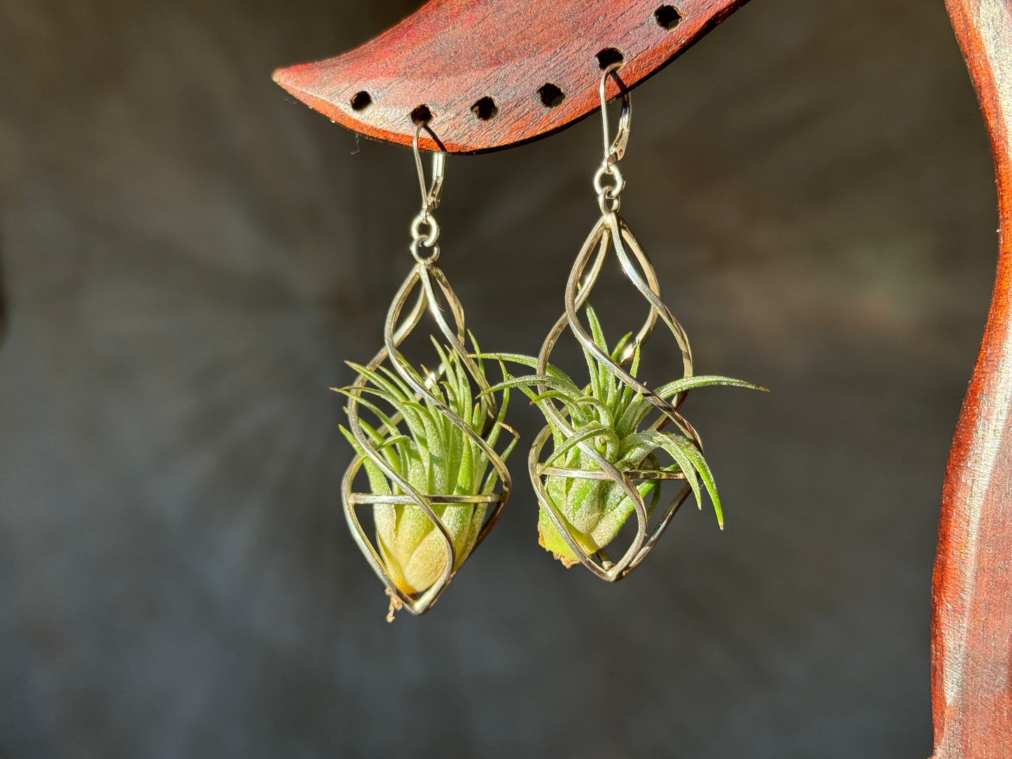 Sterling Silver Spiral Spindel Air Plant Earrings ~ Luxury Geometric Earrings