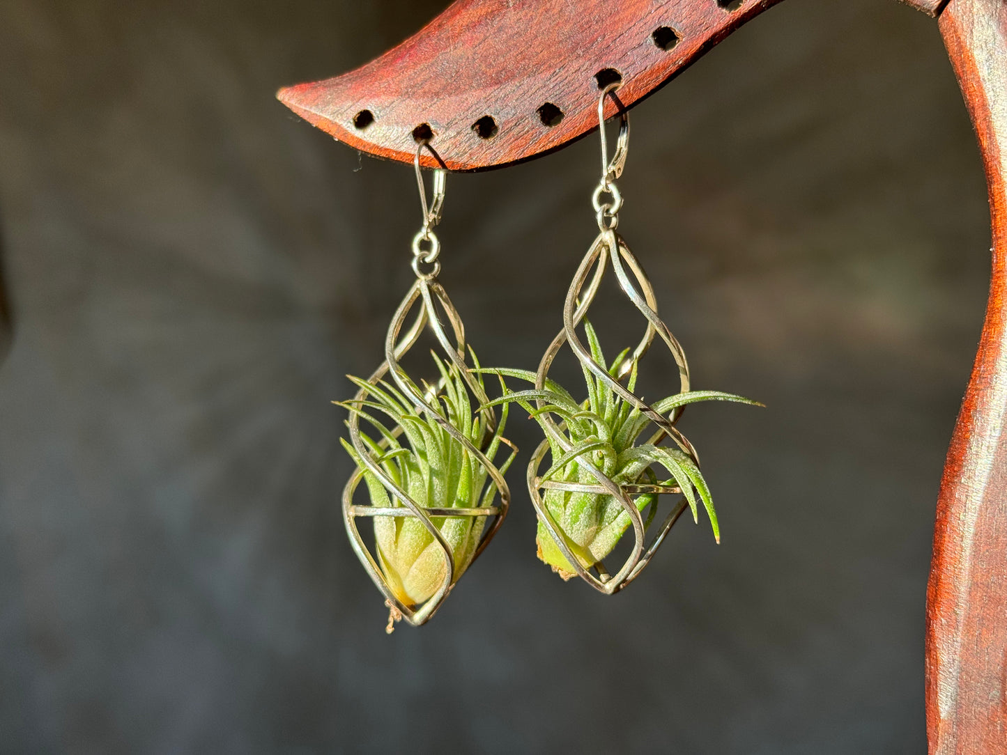Sterling Silver Spiral Spindel Air Plant Earrings ~ Luxury Geometric Earrings