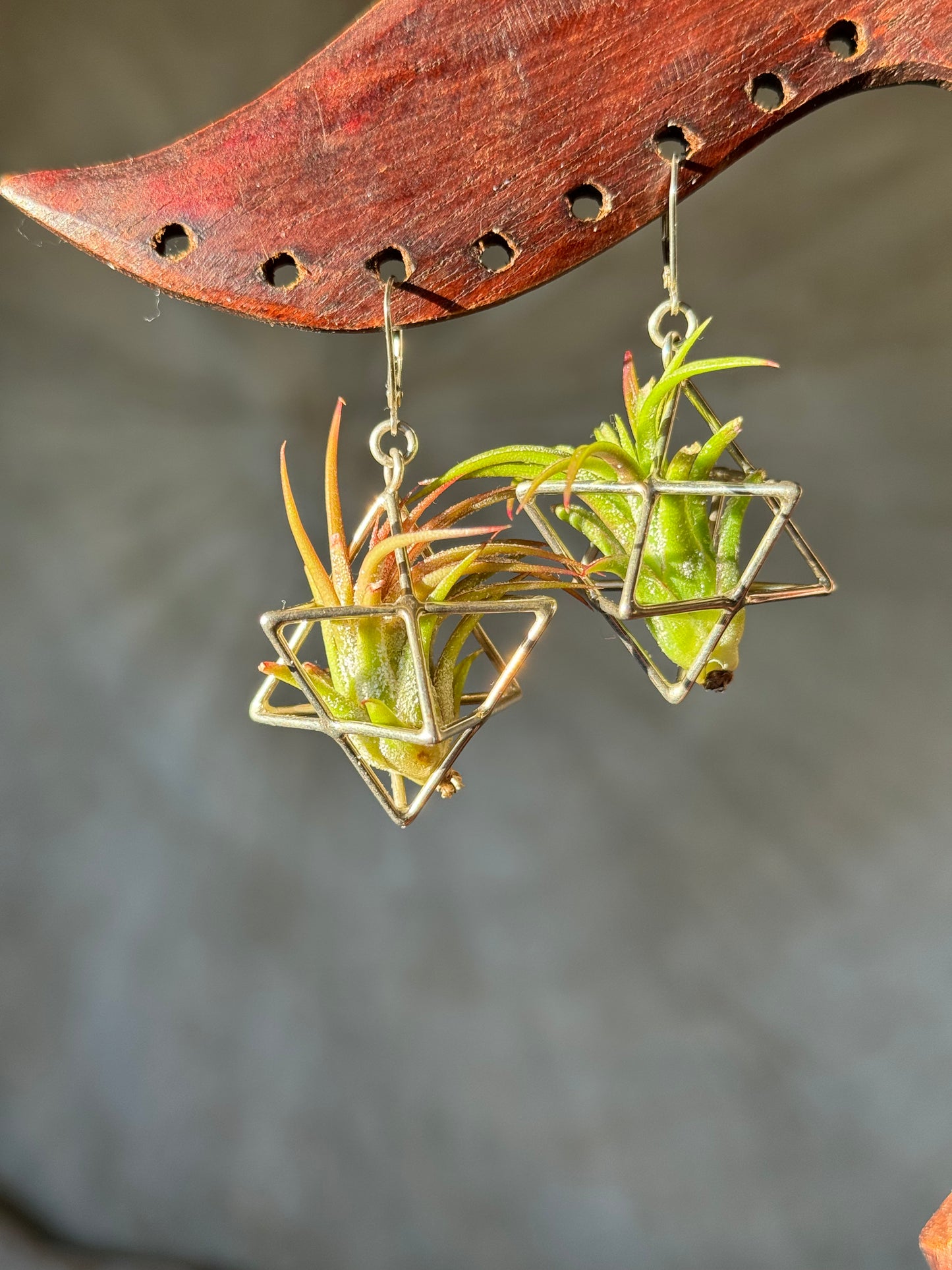Sterling Silver Merkaba Air Plant Earrings ~ 3D Polyhedron Geometric Earrings