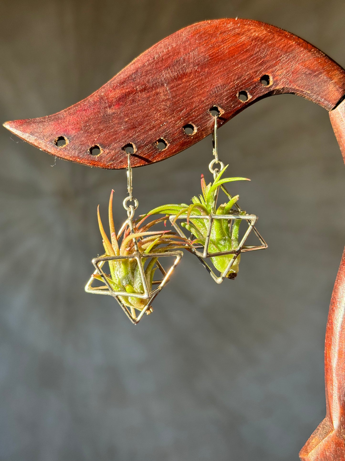 Sterling Silver Merkaba Air Plant Earrings ~ 3D Polyhedron Geometric Earrings