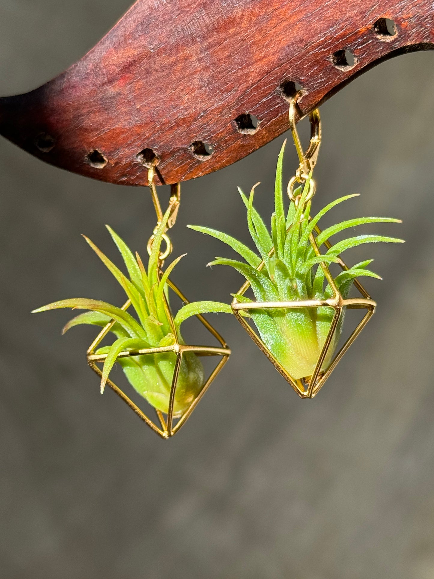 RE-ORDER WHOLESALE PACK: 10-15 PAIRS - CLASSIC AIR PLANT EARRINGS x 50% DISCOUNT
