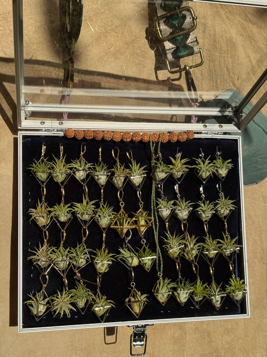 10 - 15 PACK AIR-Preneur Display Box of Air Plant Earrings & Necklaces