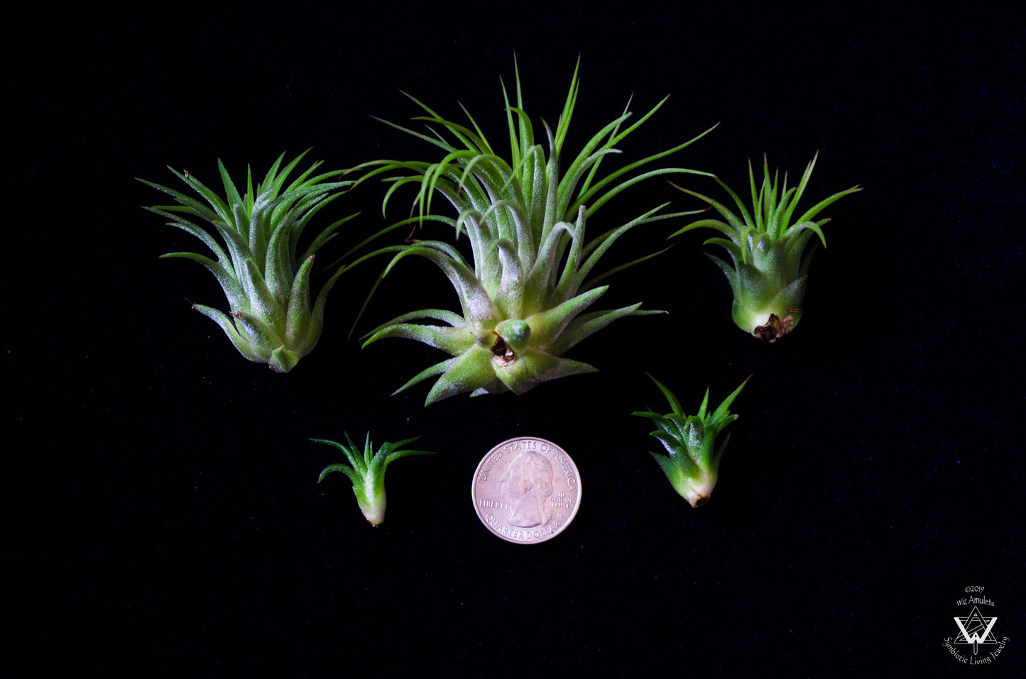 Air Plant Jewelry Replacement Plant (5 Sizes)