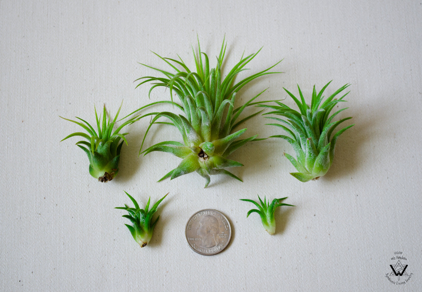 Air Plant Jewelry Replacement Plant (5 Sizes)