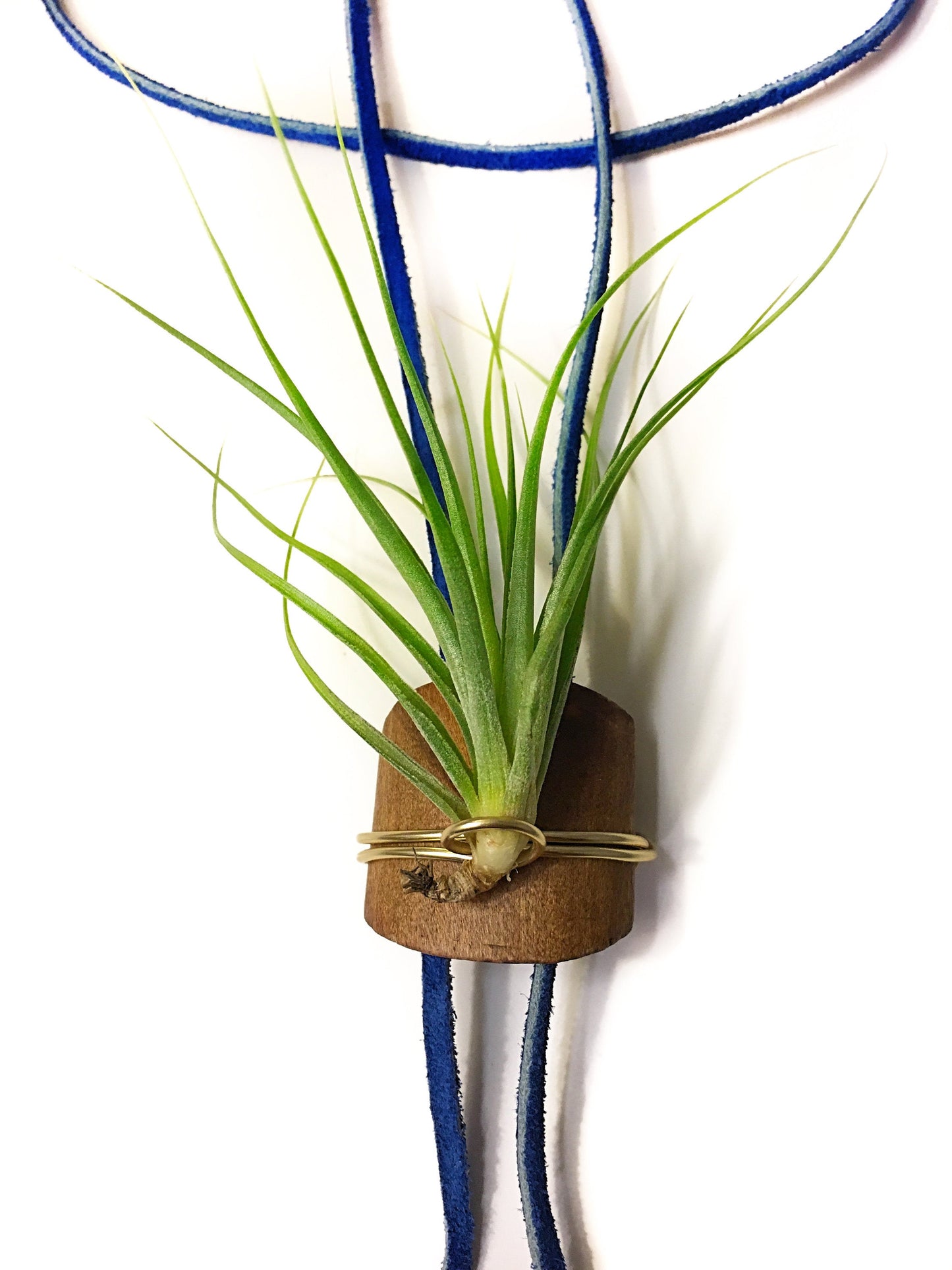 Living Air Plant Bolo Tie + Pinecone Charms