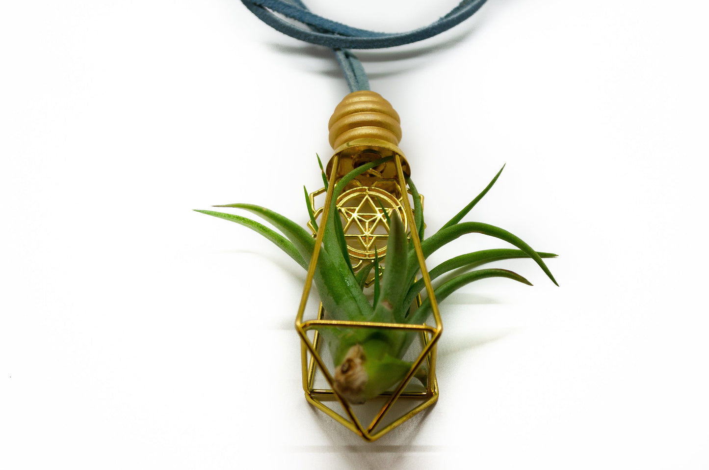 Air Plant Earrings & Necklace Set