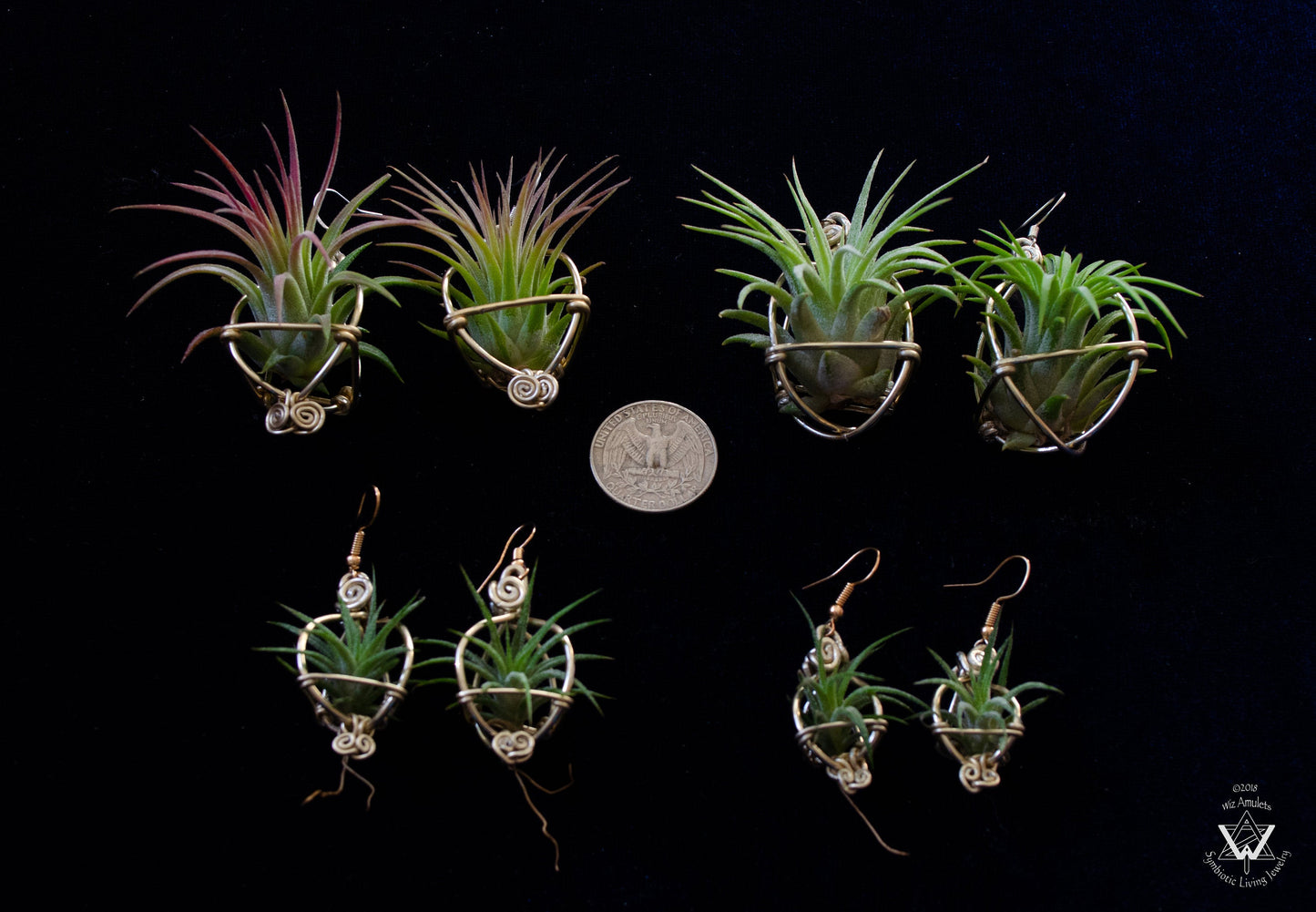 Air Plant Original Orb Earrings