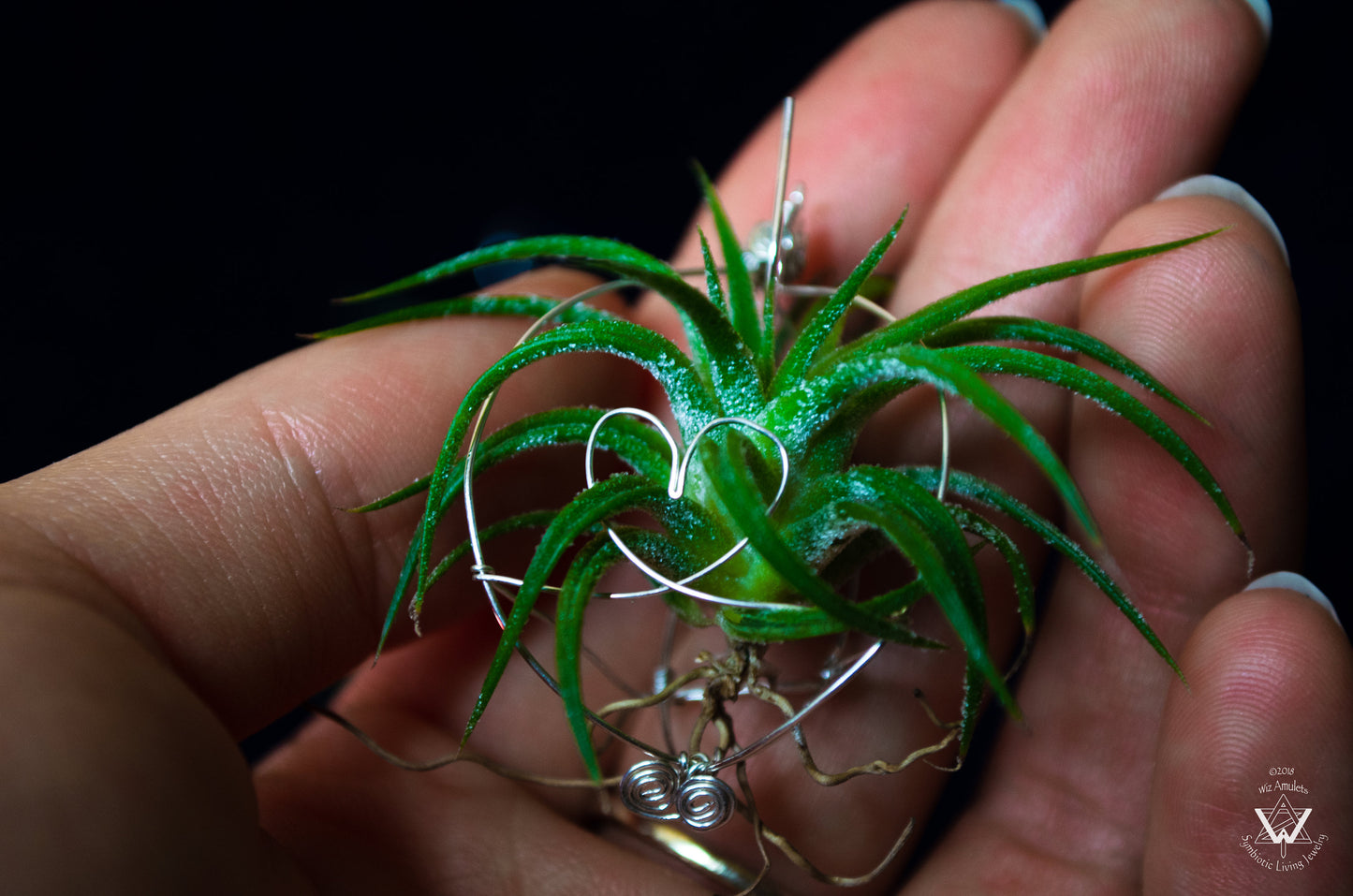 Heart Infinity Air Plant Orb Earrings ~ Heart and Infinity Wire Designs
