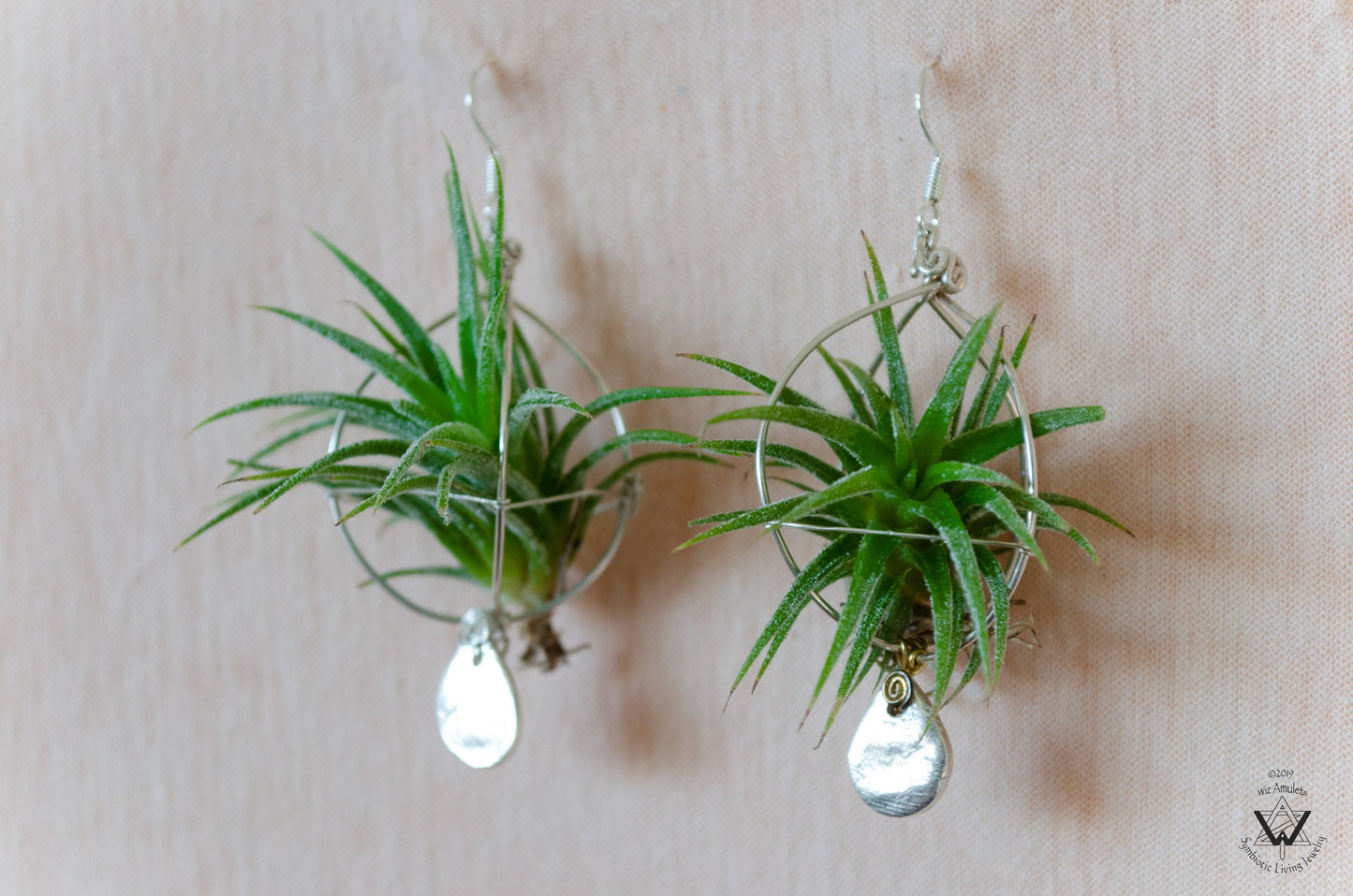 Air Plant Original Orb Earrings