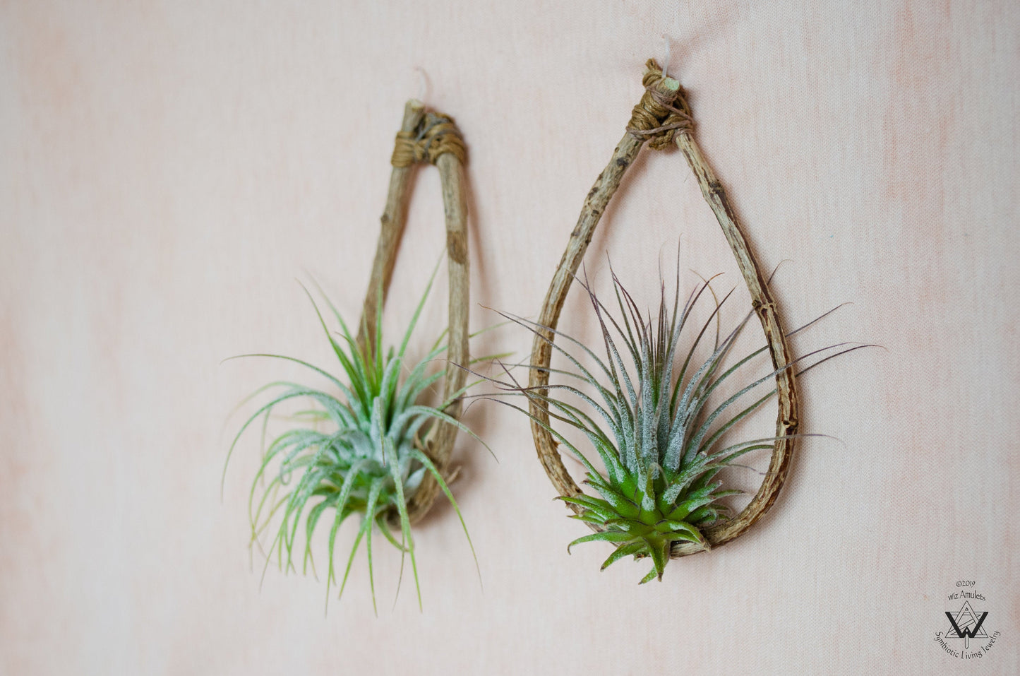 Air Plant Wood Branch Hoop Earrings ~ Metal-Free