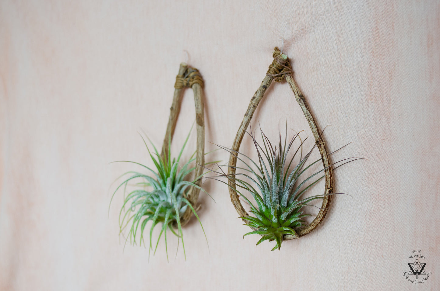 Air Plant Wood Branch Hoop Earrings ~ Metal-Free