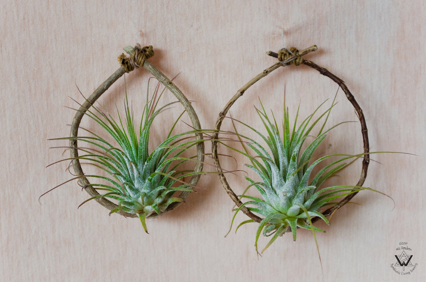 Air Plant Wood Branch Hoop Earrings ~ Metal-Free