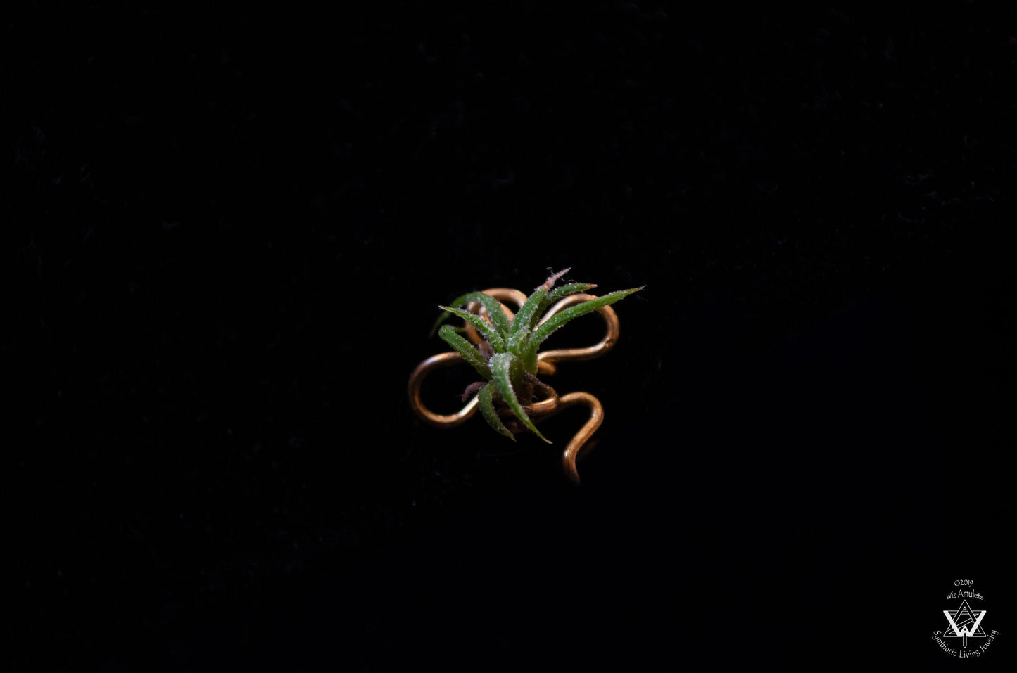 Air Plant Nose Ring Cuff ~ Living Jewelry