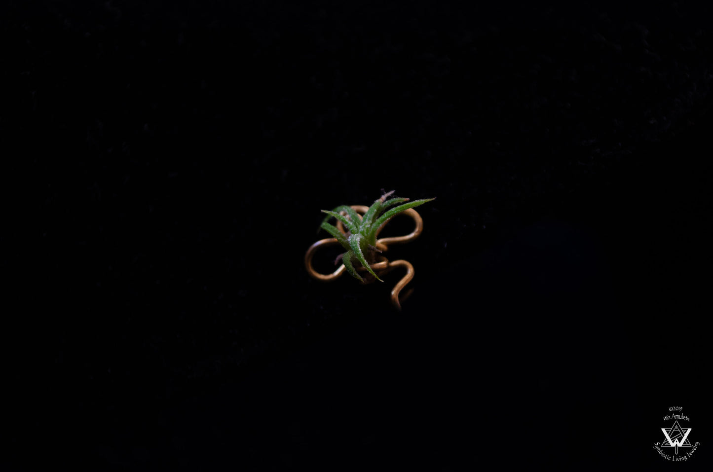 Air Plant Nose Ring Cuff ~ Living Jewelry