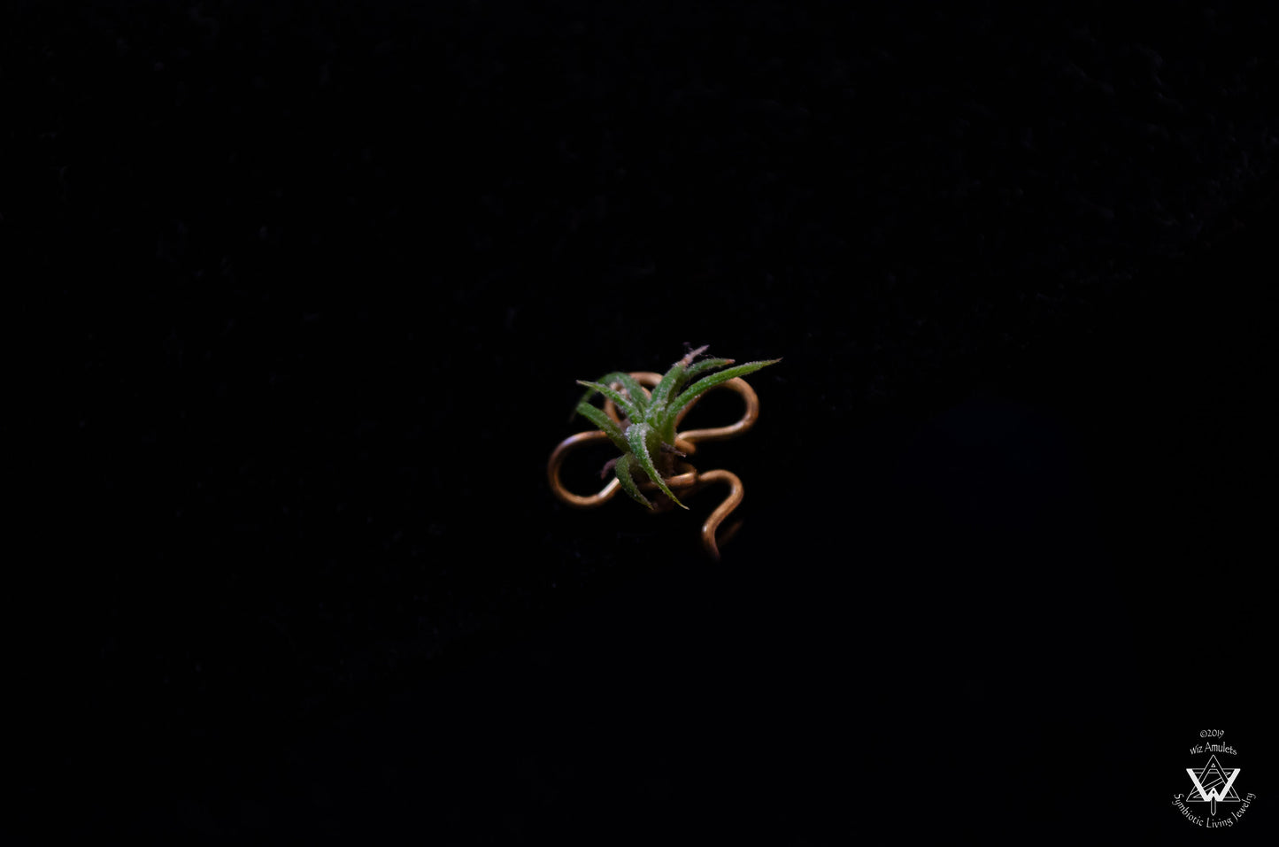 Air Plant Nose Ring Cuff ~ Living Jewelry