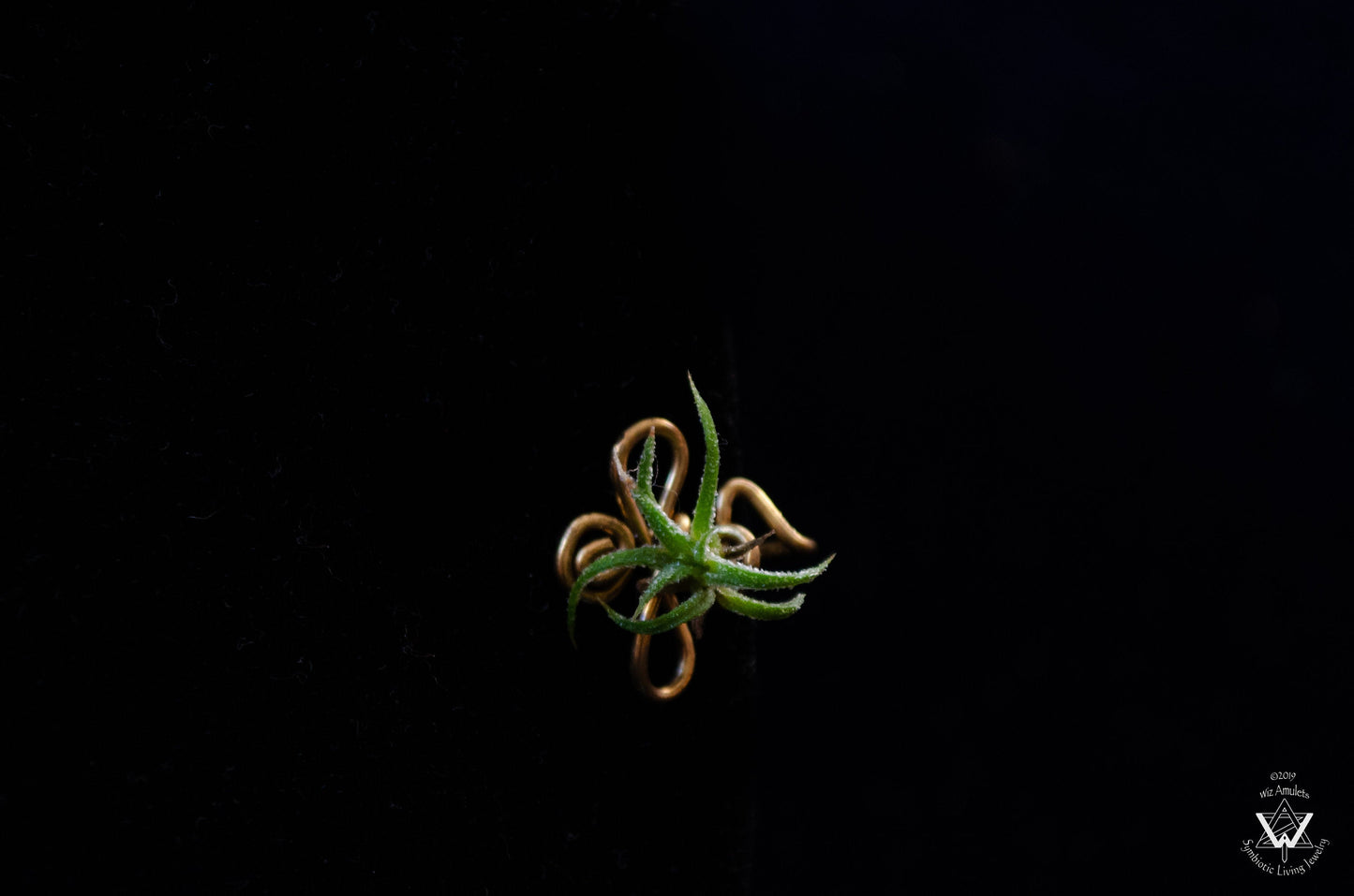 Air Plant Nose Ring Cuff ~ Living Jewelry