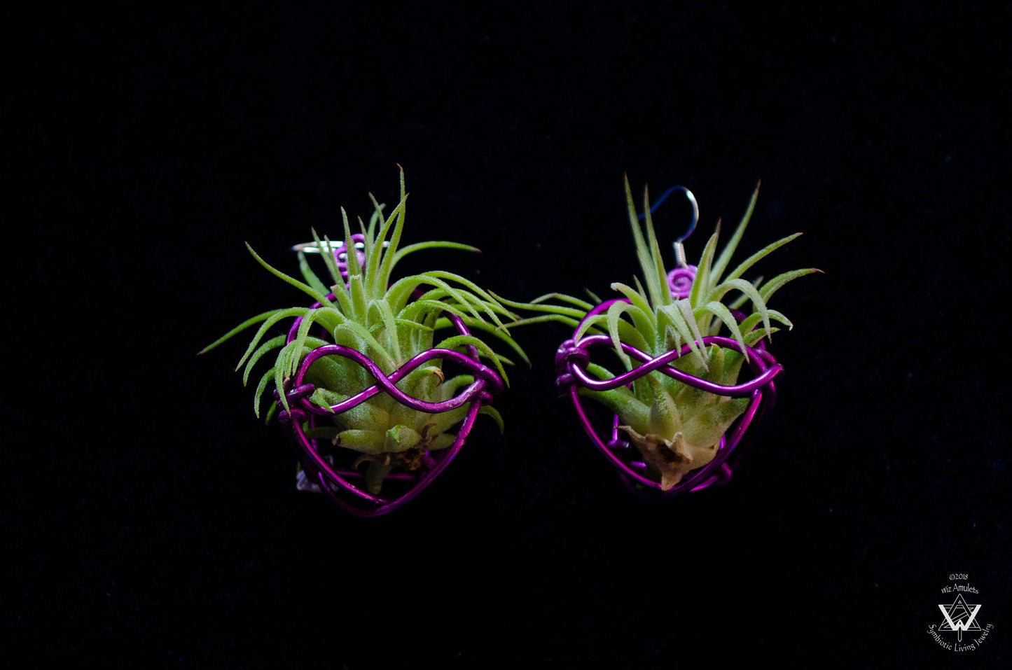 Heart Infinity Air Plant Orb Earrings ~ Heart and Infinity Wire Designs