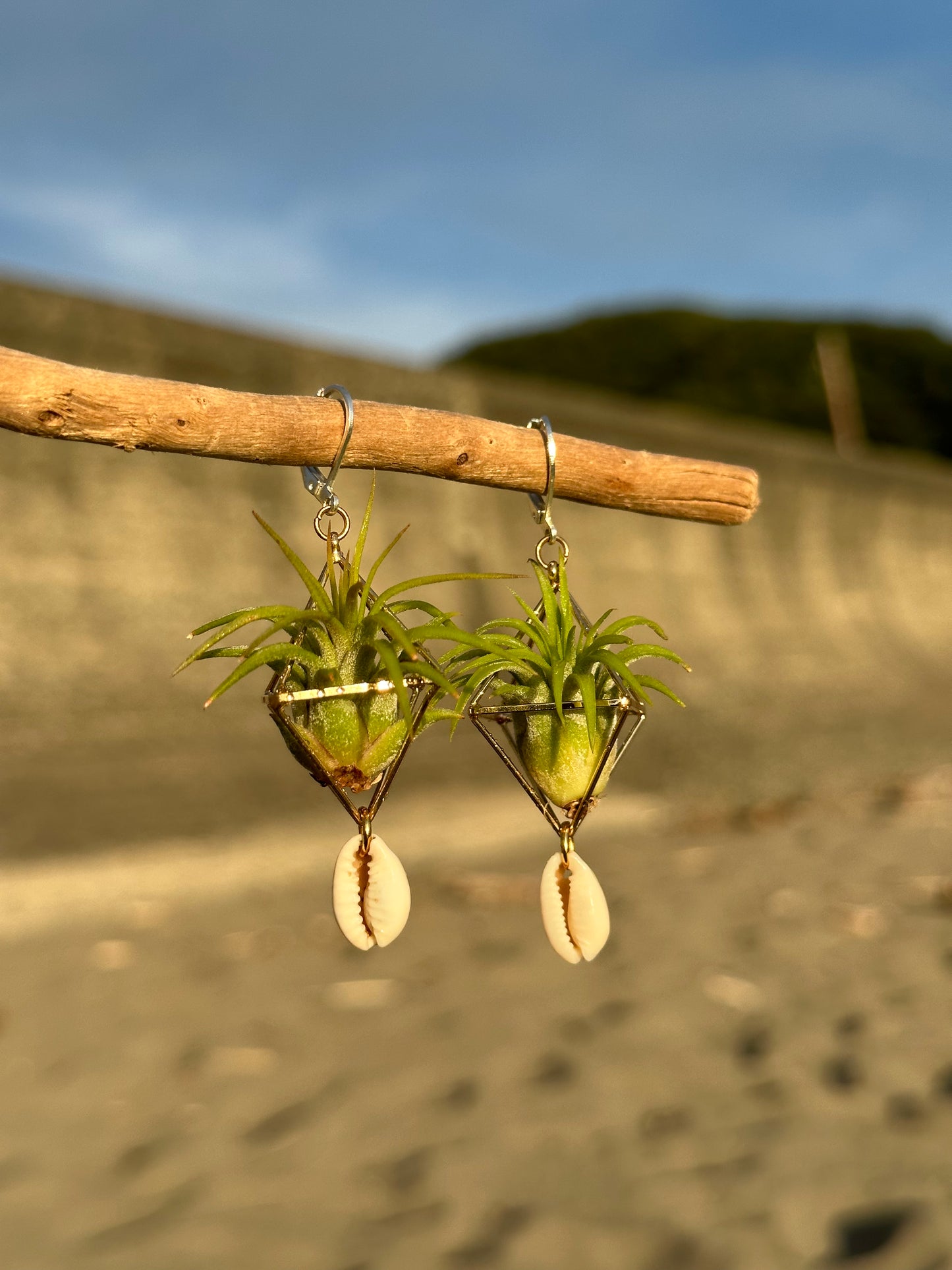 Cowrie Shell Air Plant Earring Clips