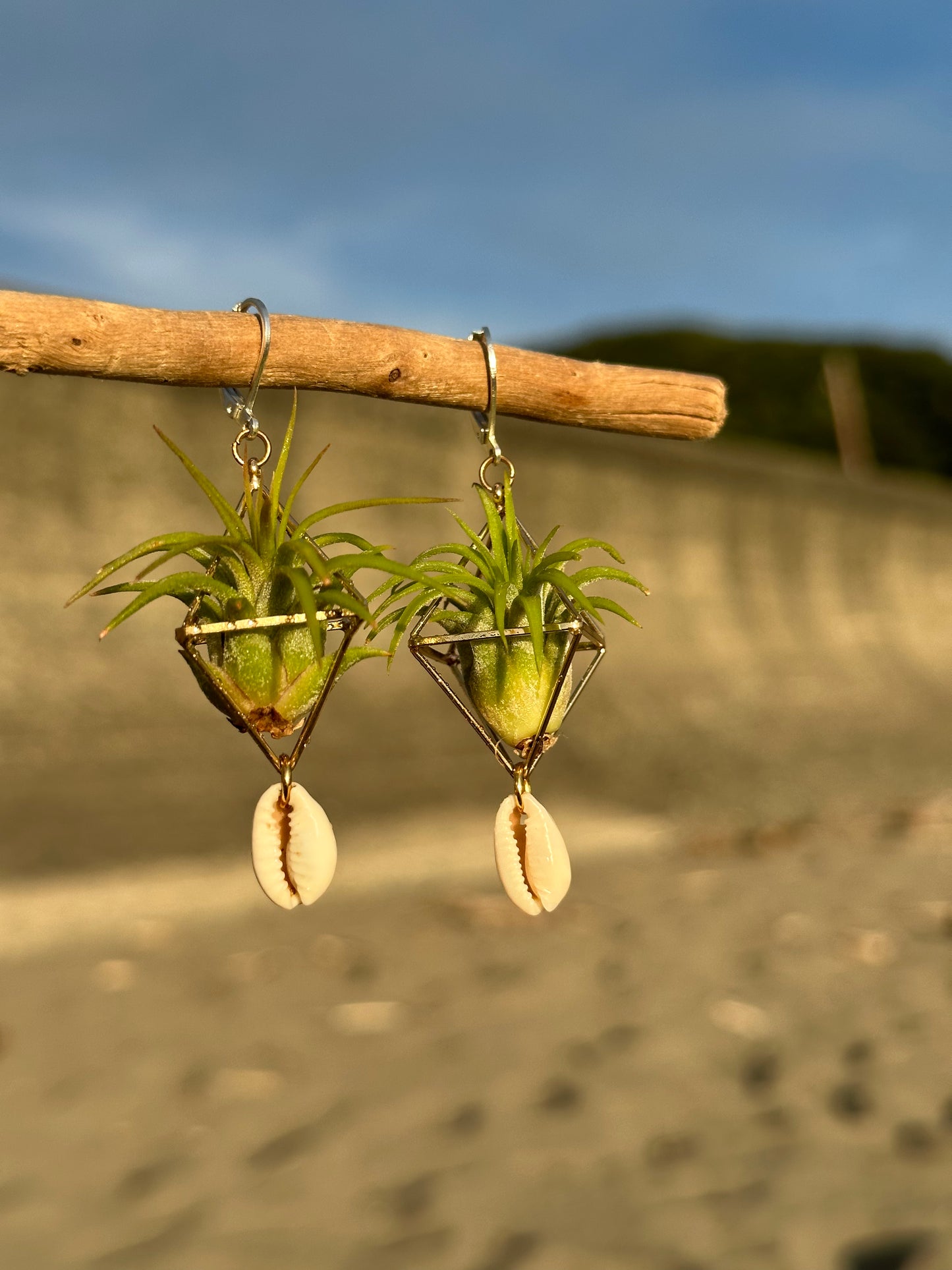 Cowrie Shell Air Plant Earring Clips