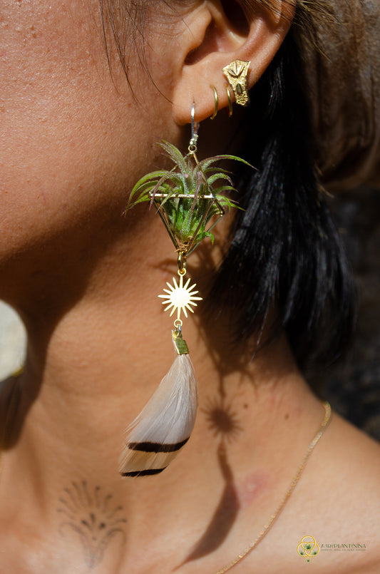 Sun Feather Crystal Air Plant Earrings ~ Diamond Octahedron Earrings