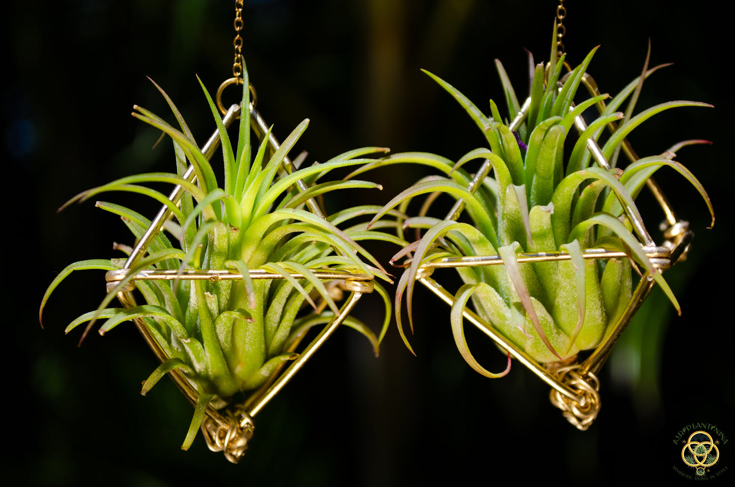 Large Diamond Air Plant Earrings - Geometric Octahedrons (Sterling Silver)