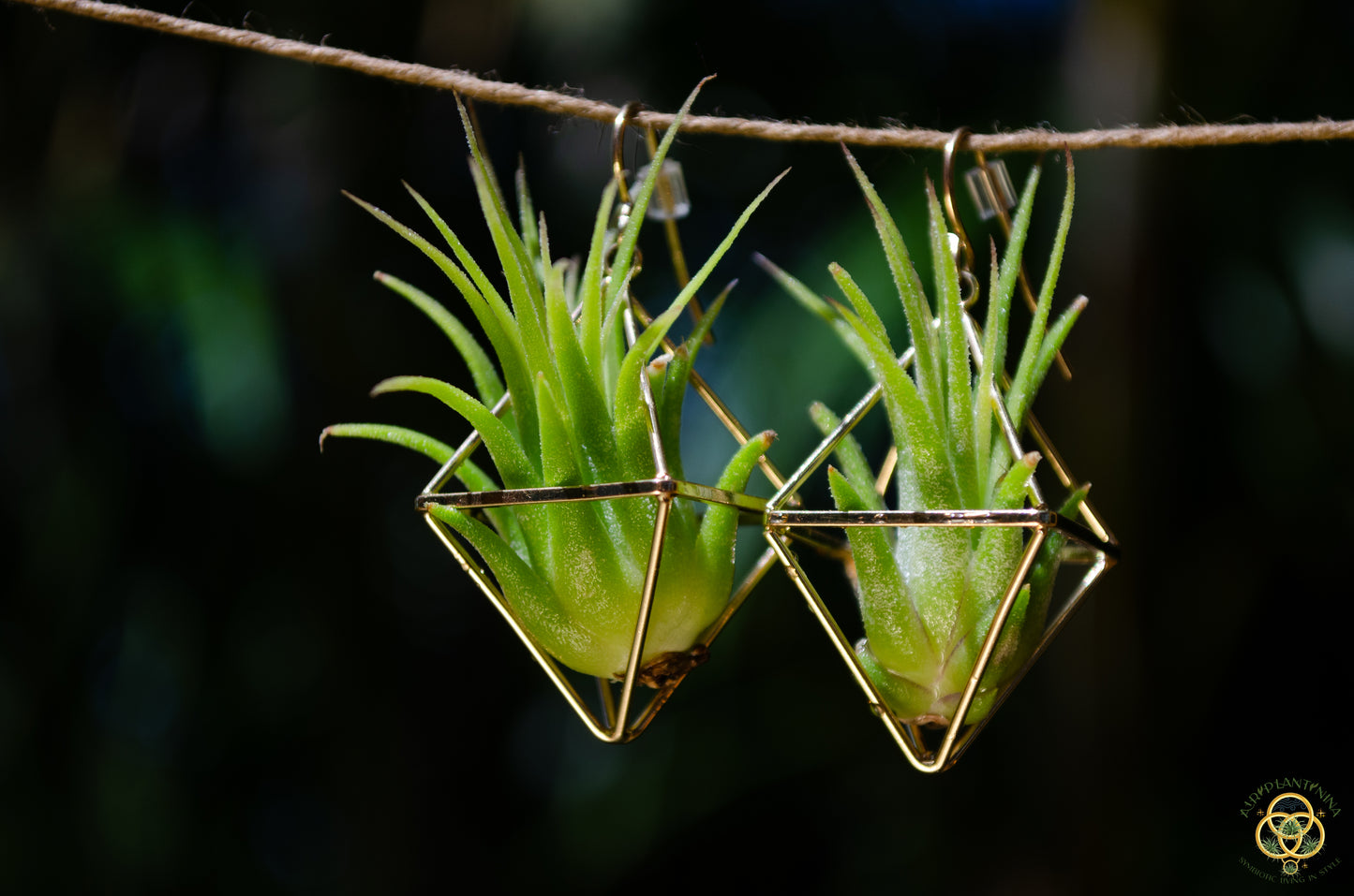 Mini Diamond Octahedron Classic Air Plant Clasp Earrings