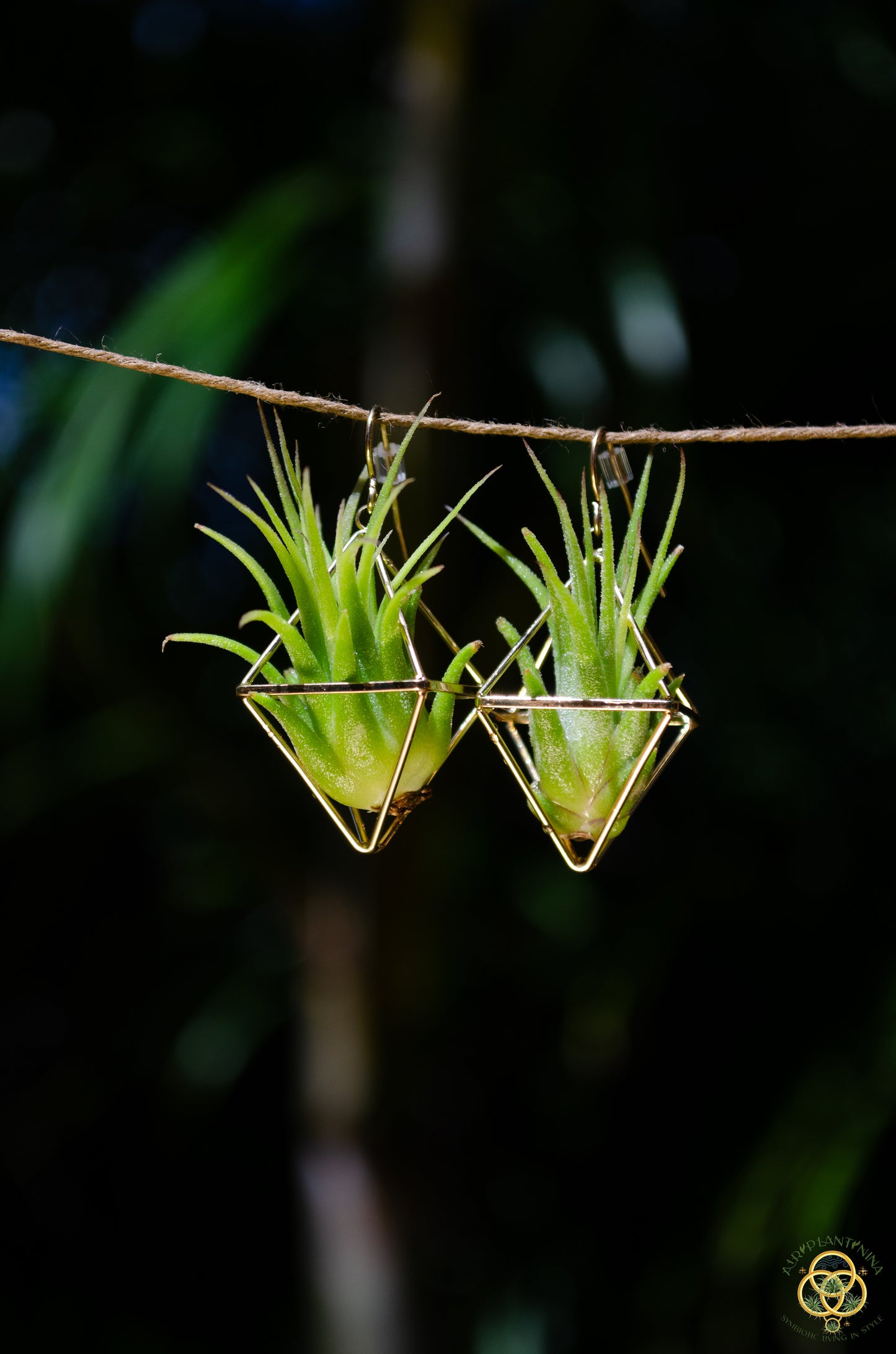 Mini Diamond Octahedron Classic Air Plant Clasp Earrings