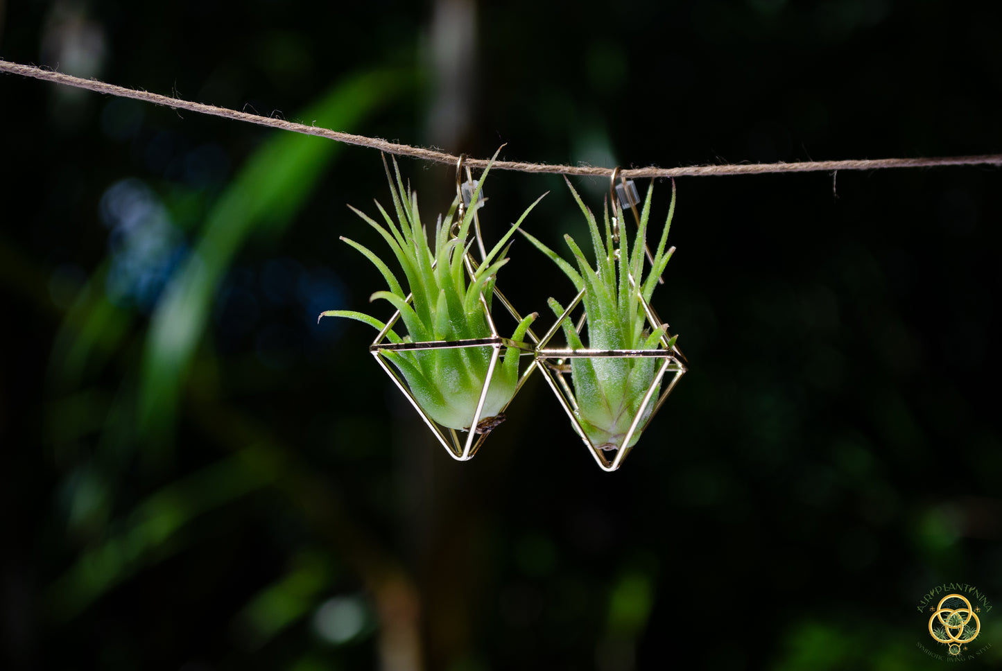 Mini Diamond Octahedron Classic Air Plant Clasp Earrings