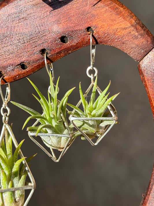 Sterling Silver Mini Diamond Octahedron Classic Air Plant Clasp Earrings