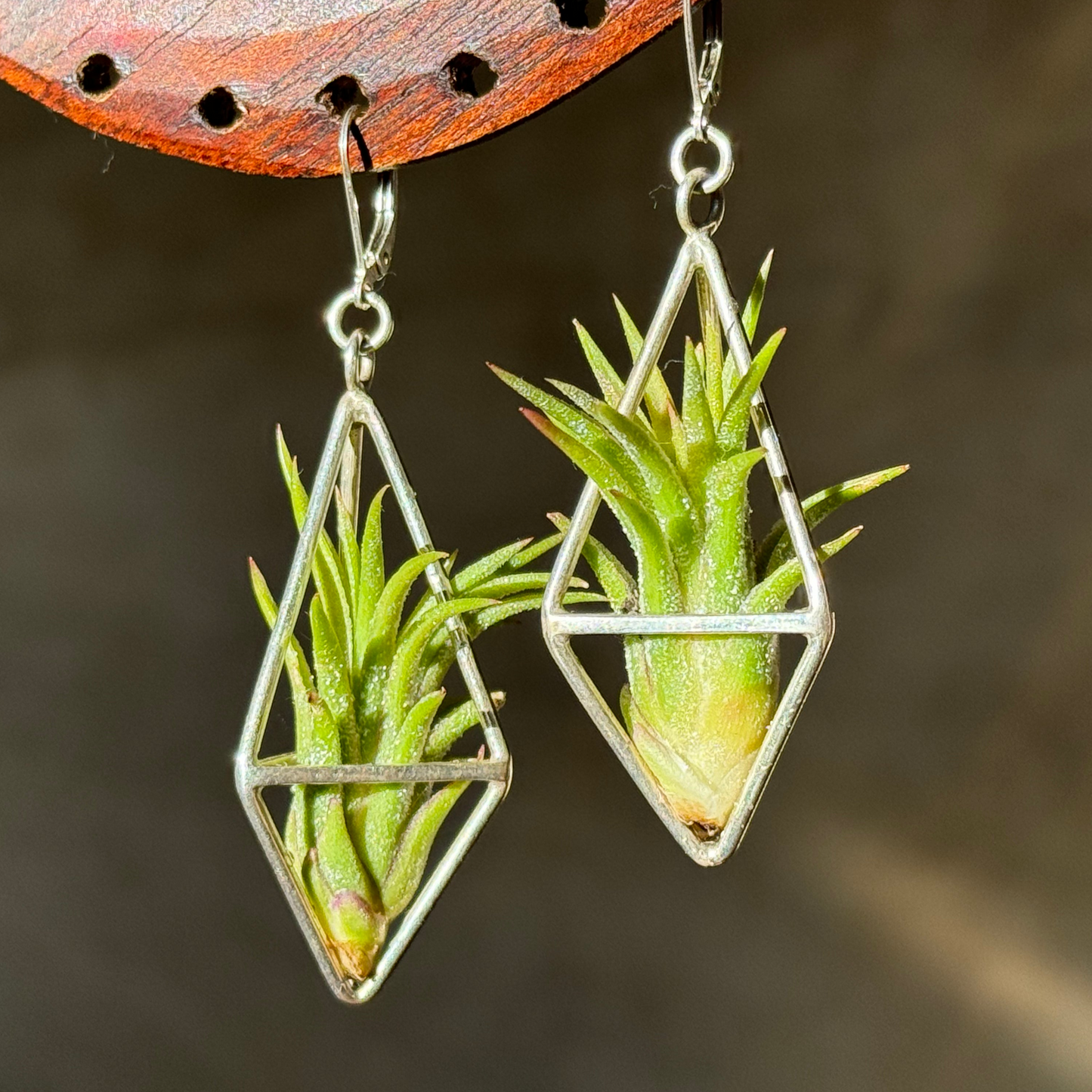 Sterling Silver Long Tetrahedron Air Plant Earrings ~ Minimalist Geometric Earrings