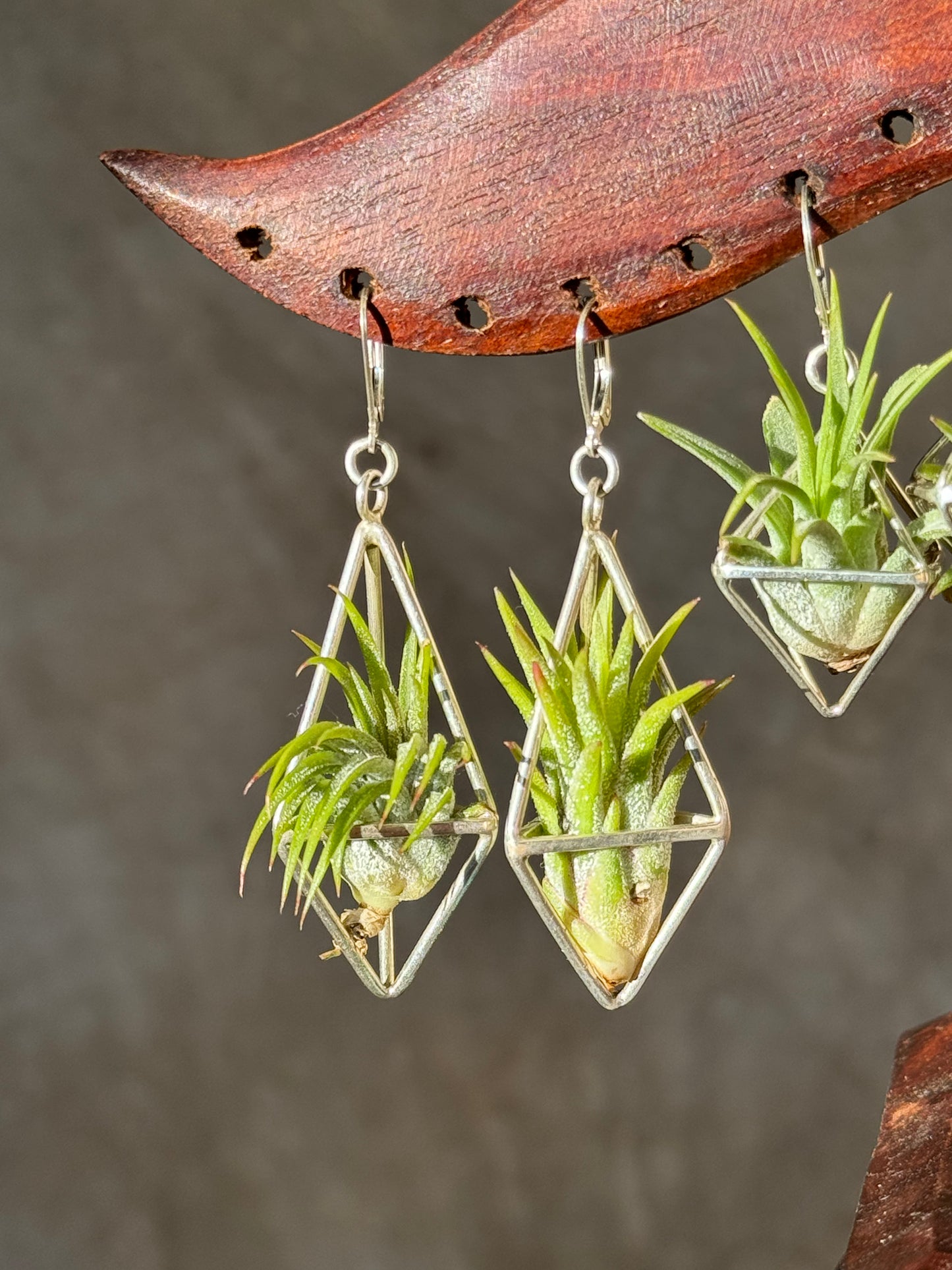 Sterling Silver Long Tetrahedron Air Plant Earrings ~ Minimalist Geometric Earrings